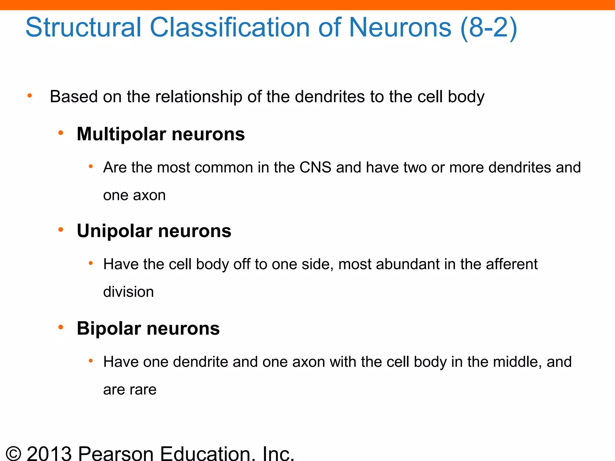 © 2013 Pearson Education, Inc.
Structural Classification of Neurons (8-2)
• Based on the relationship of the dendrites to the cell body
• Multipolar neurons
• Are the most common in the CNS and have two or more dendrites and
one axon
• Unipolar neurons
• Have the cell body off to one side, most abundant in the afferent
division
• Bipolar neurons
• Have one dendrite and one axon with the cell body in the middle, and
are rare
 