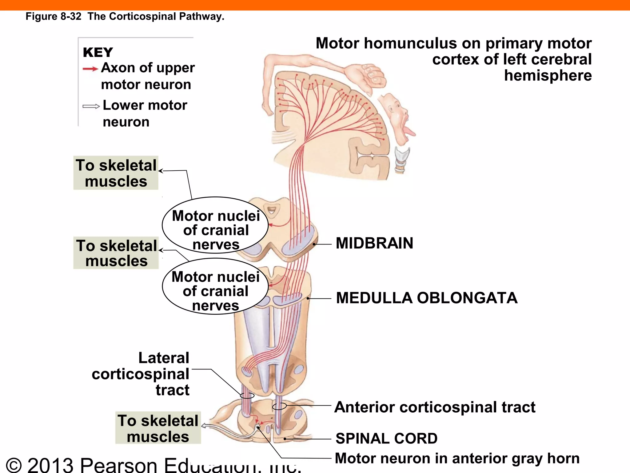 © 2013 Pearson Education, Inc.
Motor homunculus on primary motor
cortex of left cerebral
hemisphere
Axon of upper
motor neuron
Lower motor
neuron
To skeletal
muscles
To skeletal
muscles
Motor nuclei
of cranial
nerves
MIDBRAIN
MEDULLA OBLONGATA
Lateral
corticospinal
tract
To skeletal
muscles
Anterior corticospinal tract
KEY
SPINAL CORD
Motor neuron in anterior gray horn
Motor nuclei
of cranial
nerves
Figure 8-32 The Corticospinal Pathway.
 