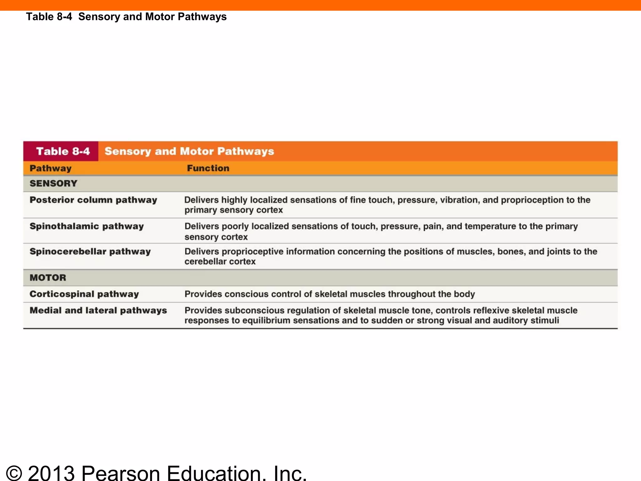 © 2013 Pearson Education, Inc.
Table 8-4 Sensory and Motor Pathways
 