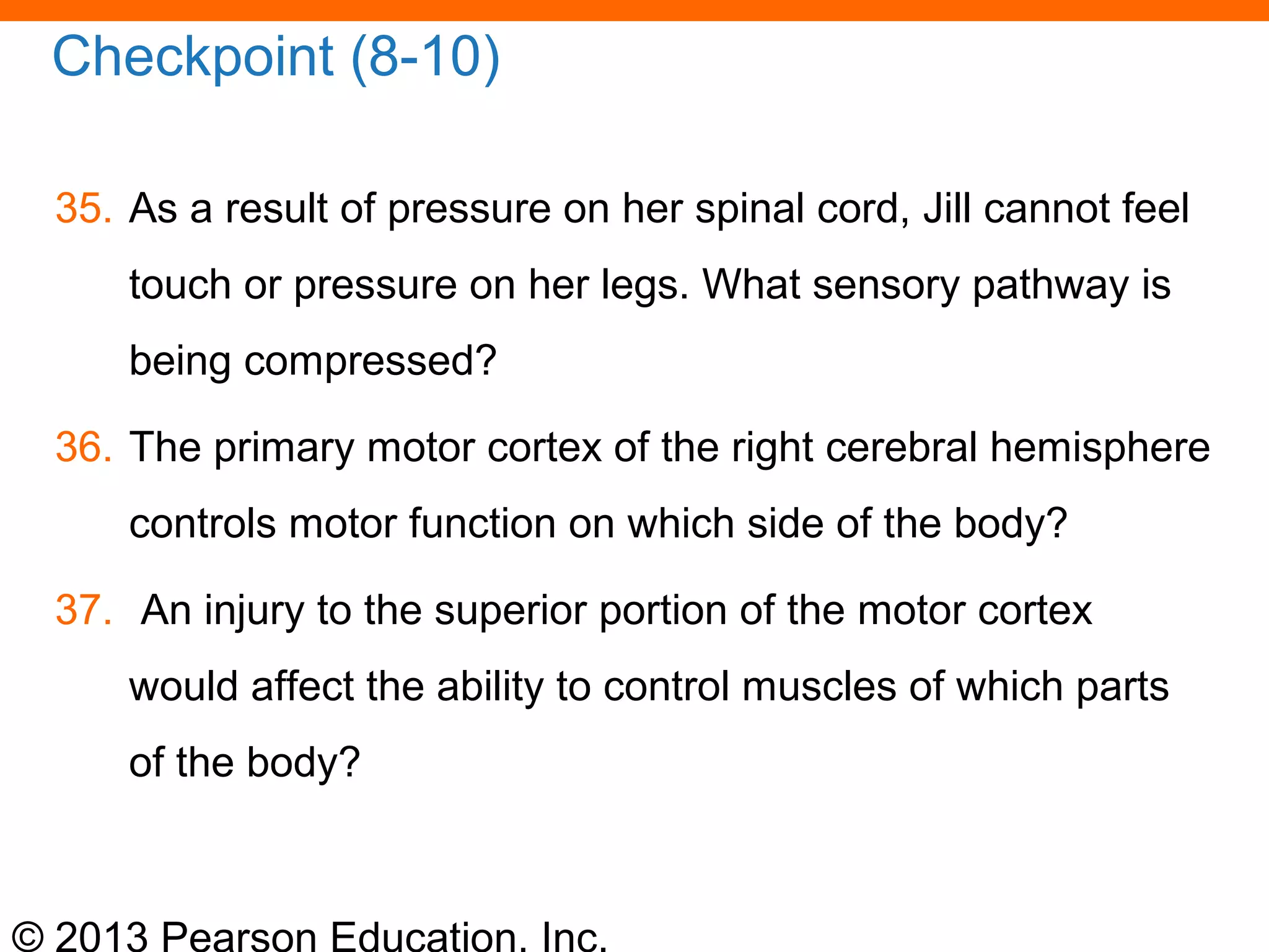 © 2013 Pearson Education, Inc.
Checkpoint (8-10)
35. As a result of pressure on her spinal cord, Jill cannot feel
touch or pressure on her legs. What sensory pathway is
being compressed?
36. The primary motor cortex of the right cerebral hemisphere
controls motor function on which side of the body?
37. An injury to the superior portion of the motor cortex
would affect the ability to control muscles of which parts
of the body?
 