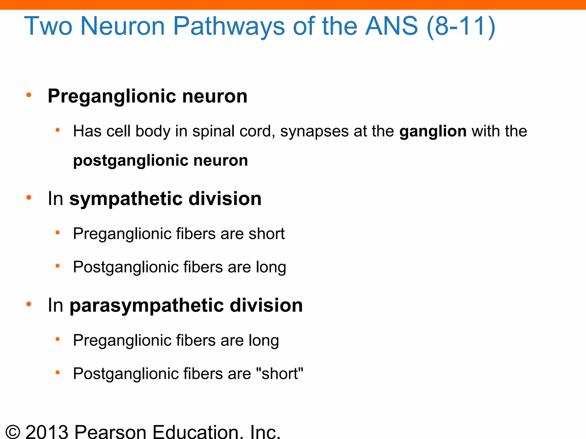© 2013 Pearson Education, Inc.
Two Neuron Pathways of the ANS (8-11)
• Preganglionic neuron
• Has cell body in spinal cord, synapses at the ganglion with the
postganglionic neuron
• In sympathetic division
• Preganglionic fibers are short
• Postganglionic fibers are long
• In parasympathetic division
• Preganglionic fibers are long
• Postganglionic fibers are "short"
 