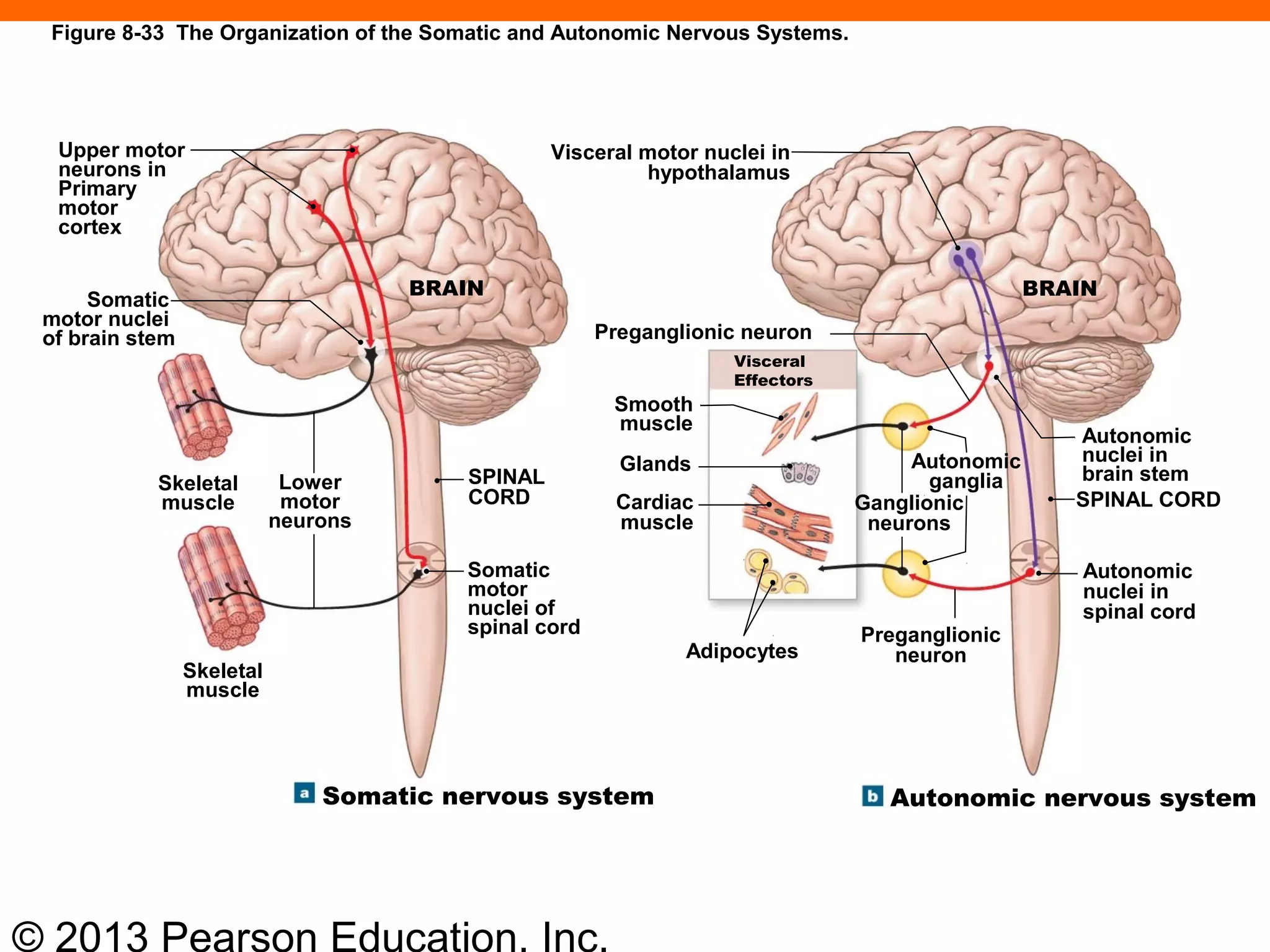 © 2013 Pearson Education, Inc.
Upper motor
neurons in
Primary
motor
cortex
Somatic
motor nuclei
of brain stem
Skeletal
muscle
Lower
motor
neurons
BRAIN
Preganglionic neuron
Visceral
Effectors
Smooth
muscle
Glands
Cardiac
muscle
Adipocytes
Visceral motor nuclei in
hypothalamus
BRAIN
Autonomic
nuclei in
brain stem
SPINAL CORD
Autonomic
nuclei in
spinal cord
Preganglionic
neuron
Autonomic nervous systemSomatic nervous system
Somatic
motor
nuclei of
spinal cord
SPINAL
CORD
Skeletal
muscle
Autonomic
ganglia
Ganglionic
neurons
Figure 8-33 The Organization of the Somatic and Autonomic Nervous Systems.
 