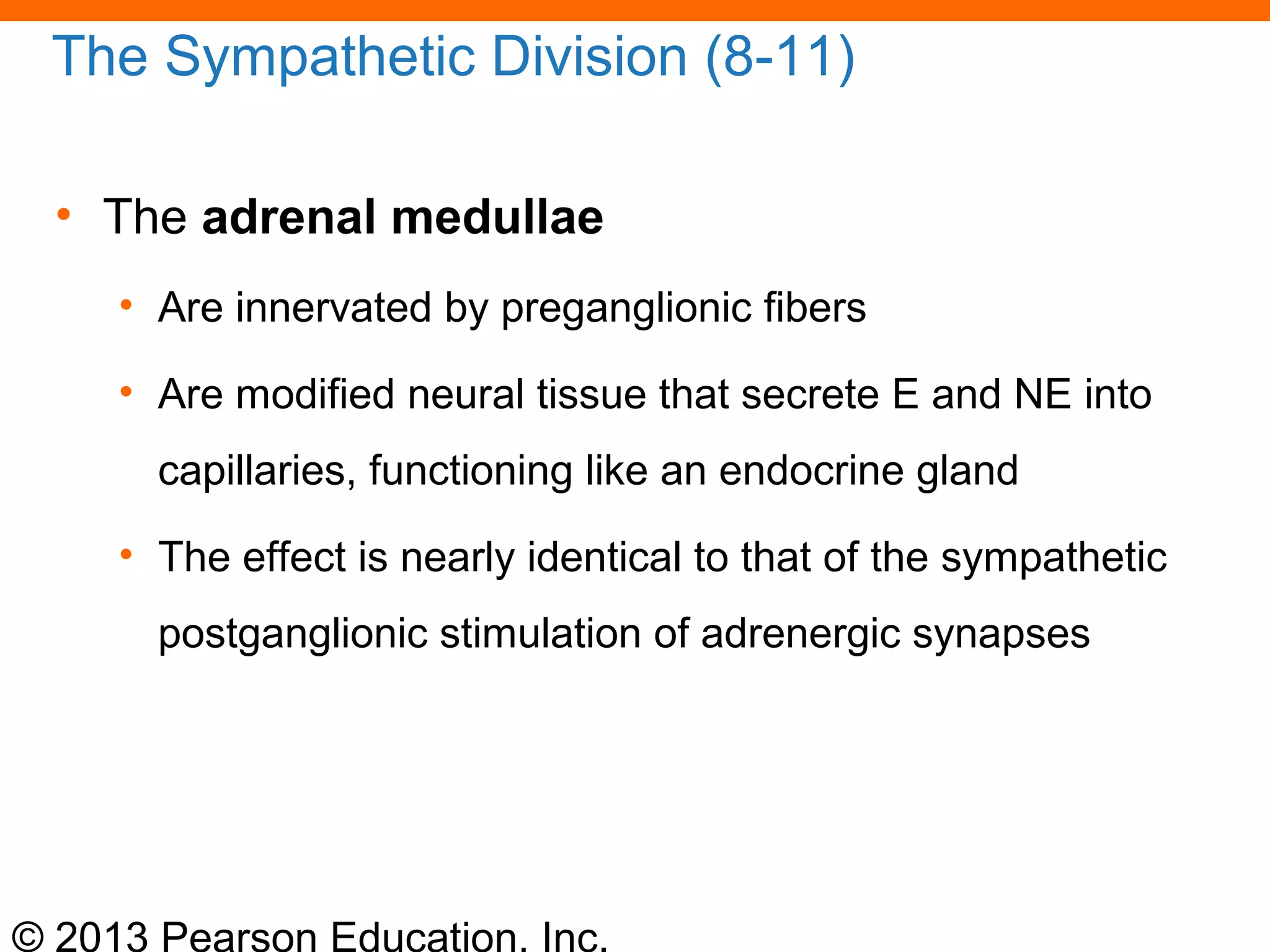 © 2013 Pearson Education, Inc.
The Sympathetic Division (8-11)
• The adrenal medullae
• Are innervated by preganglionic fibers
• Are modified neural tissue that secrete E and NE into
capillaries, functioning like an endocrine gland
• The effect is nearly identical to that of the sympathetic
postganglionic stimulation of adrenergic synapses
 