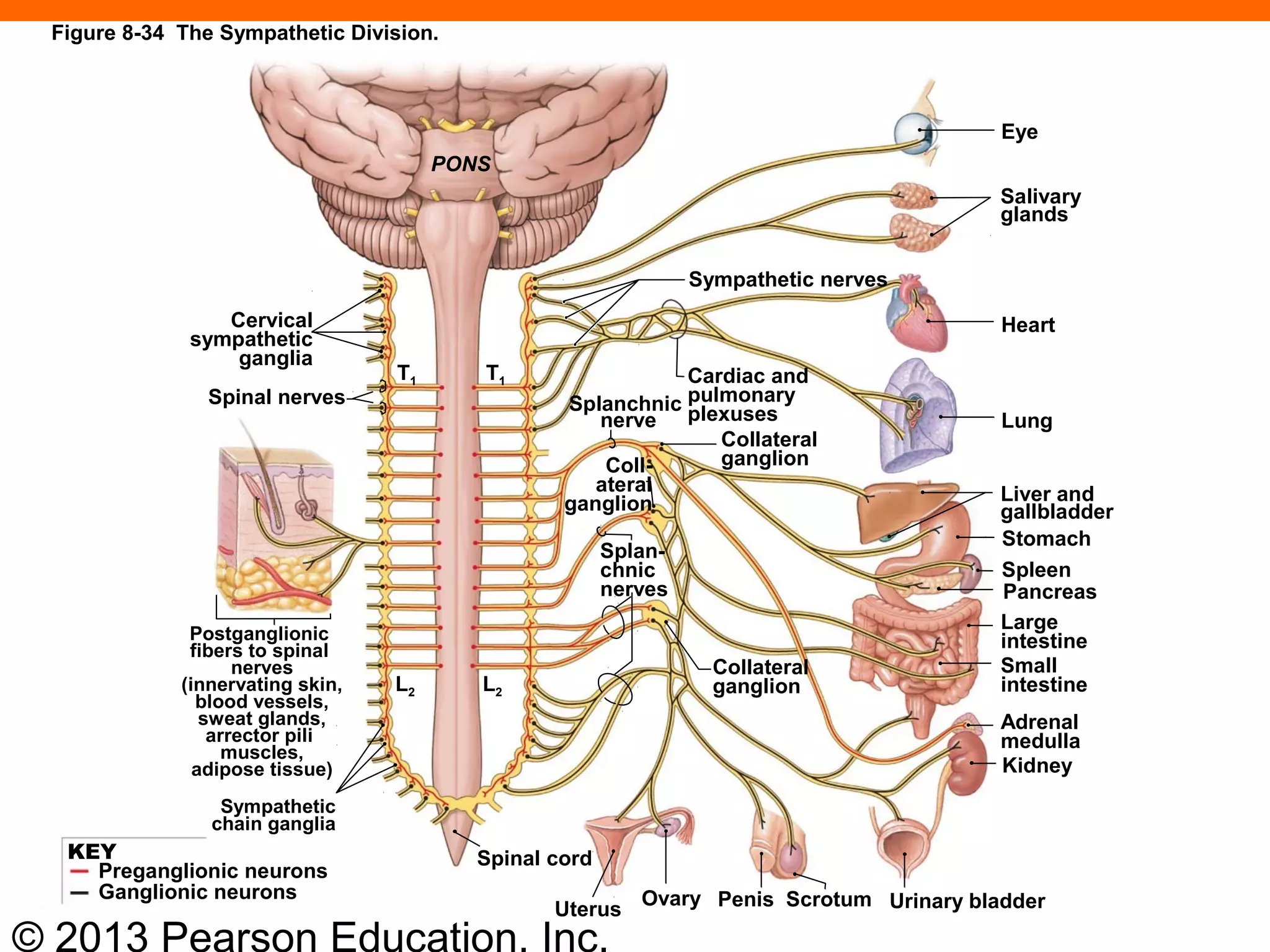 © 2013 Pearson Education, Inc.
Eye
Salivary
glands
Heart
Lung
Liver and
gallbladder
Stomach
Pancreas
Large
intestine
Spleen
Small
intestine
Adrenal
medulla
Kidney
Sympathetic
chain ganglia
Postganglionic
fibers to spinal
nerves
(innervating skin,
blood vessels,
sweat glands,
arrector pili
muscles,
adipose tissue)
Collateral
ganglion
Splanchnic
nerve
Coll-
ateral
ganglion
Splan-
chnic
nerves
Collateral
ganglion
Cardiac and
pulmonary
plexuses
Cervical
sympathetic
ganglia
Spinal nerves
Spinal cord
Urinary bladderOvary
Uterus ScrotumPenis
Sympathetic nerves
PONS
L2L2
T1 T1
Figure 8-34 The Sympathetic Division.
Ganglionic neurons
Preganglionic neurons
KEY
 