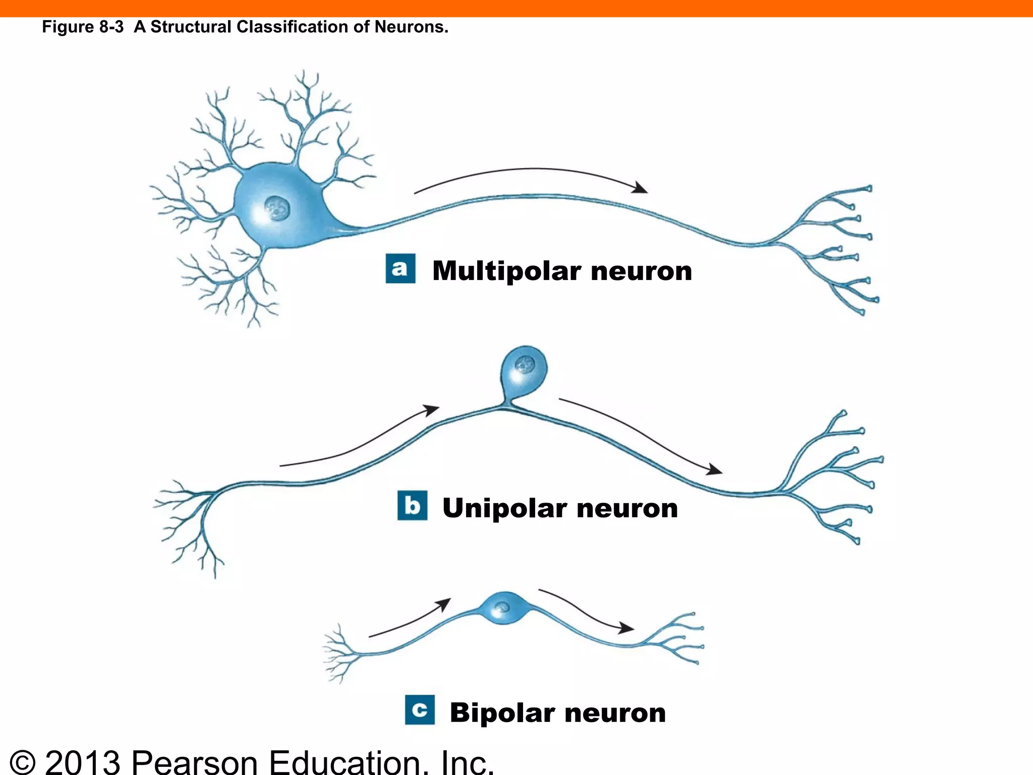 © 2013 Pearson Education, Inc.
Multipolar neuron
Unipolar neuron
Bipolar neuron
Figure 8-3 A Structural Classification of Neurons.
 