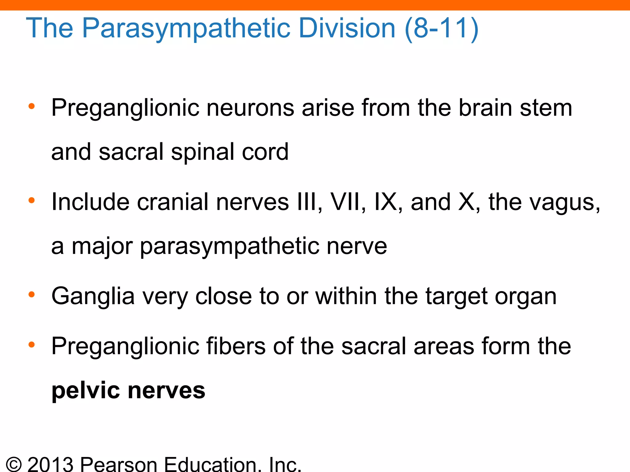 © 2013 Pearson Education, Inc.
The Parasympathetic Division (8-11)
• Preganglionic neurons arise from the brain stem
and sacral spinal cord
• Include cranial nerves III, VII, IX, and X, the vagus,
a major parasympathetic nerve
• Ganglia very close to or within the target organ
• Preganglionic fibers of the sacral areas form the
pelvic nerves
 