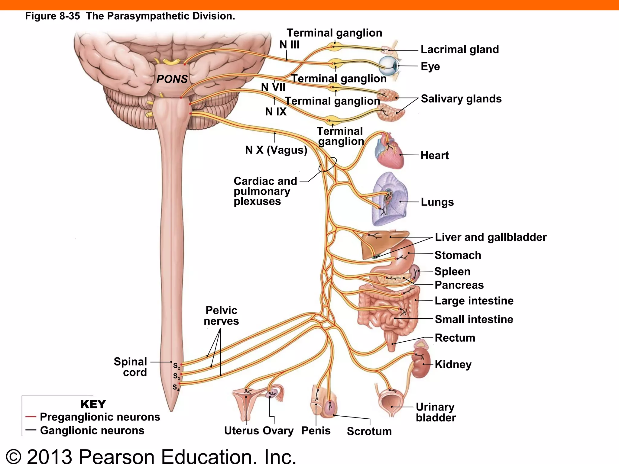 © 2013 Pearson Education, Inc.
PONS
Terminal ganglion
N III Lacrimal gland
Eye
Salivary glands
Terminal ganglion
N VII
Terminal ganglion
Terminal
ganglion
N IX
N X (Vagus) Heart
Lungs
Cardiac and
pulmonary
plexuses
Liver and gallbladder
Stomach
Spleen
Pancreas
Large intestine
Small intestine
Rectum
Kidney
Urinary
bladder
ScrotumPenisOvaryUterus
Spinal
cord
Pelvic
nerves
S2
S3
S4
Figure 8-35 The Parasympathetic Division.
KEY
Preganglionic neurons
Ganglionic neurons
 