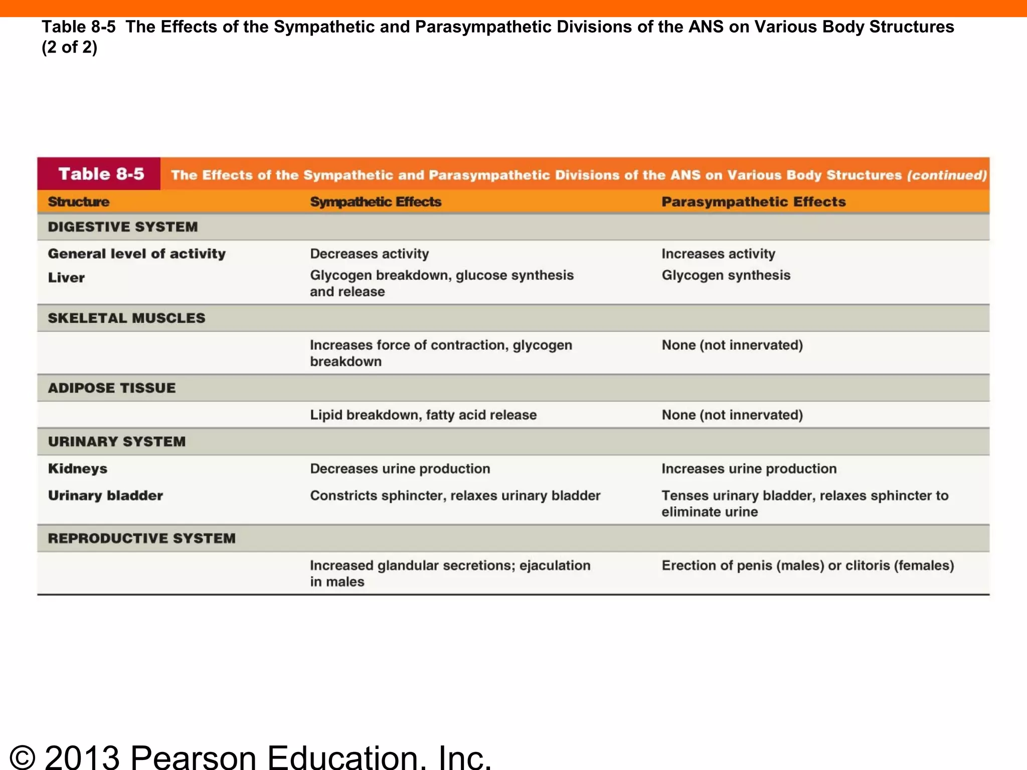 © 2013 Pearson Education, Inc.
Table 8-5 The Effects of the Sympathetic and Parasympathetic Divisions of the ANS on Various Body Structures
(2 of 2)
 