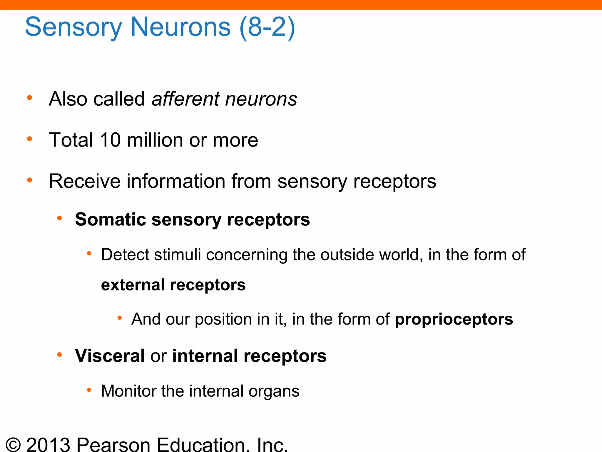 © 2013 Pearson Education, Inc.
Sensory Neurons (8-2)
• Also called afferent neurons
• Total 10 million or more
• Receive information from sensory receptors
• Somatic sensory receptors
• Detect stimuli concerning the outside world, in the form of
external receptors
• And our position in it, in the form of proprioceptors
• Visceral or internal receptors
• Monitor the internal organs
 