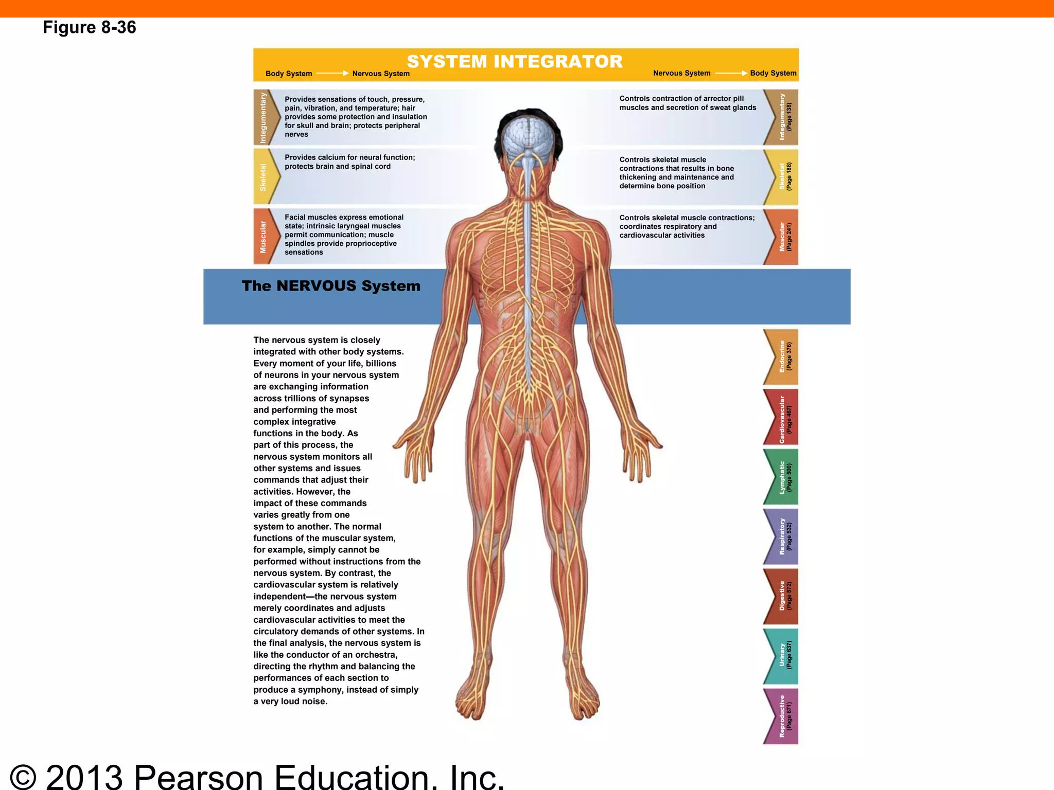 © 2013 Pearson Education, Inc.
The nervous system is closely
integrated with other body systems.
Every moment of your life, billions
of neurons in your nervous system
are exchanging information
across trillions of synapses
and performing the most
complex integrative
functions in the body. As
part of this process, the
nervous system monitors all
other systems and issues
commands that adjust their
activities. However, the
impact of these commands
varies greatly from one
system to another. The normal
functions of the muscular system,
for example, simply cannot be
performed without instructions from the
nervous system. By contrast, the
cardiovascular system is relatively
independent—the nervous system
merely coordinates and adjusts
cardiovascular activities to meet the
circulatory demands of other systems. In
the final analysis, the nervous system is
like the conductor of an orchestra,
directing the rhythm and balancing the
performances of each section to
produce a symphony, instead of simply
a very loud noise.
The NERVOUS System
Provides sensations of touch, pressure,
pain, vibration, and temperature; hair
provides some protection and insulation
for skull and brain; protects peripheral
nerves
Provides calcium for neural function;
protects brain and spinal cord
Facial muscles express emotional
state; intrinsic laryngeal muscles
permit communication; muscle
spindles provide proprioceptive
sensations
Controls contraction of arrector pili
muscles and secretion of sweat glands
Controls skeletal muscle
contractions that results in bone
thickening and maintenance and
determine bone position
Controls skeletal muscle contractions;
coordinates respiratory and
cardiovascular activities
SYSTEM INTEGRATORBody System Nervous System Nervous System Body System
IntegumentarySkeletalMuscular
Integumentary
(Page138)
Skeletal
(Page188)
Muscular
(Page241)
Endocrine
(Page376)
Cardiovascular
(Page467)
Lymphatic
(Page500)
Respiratory
(Page532)
Digestive
(Page572)
Urinary
(Page637)
Reproductive
(Page671)
Figure 8-36
 