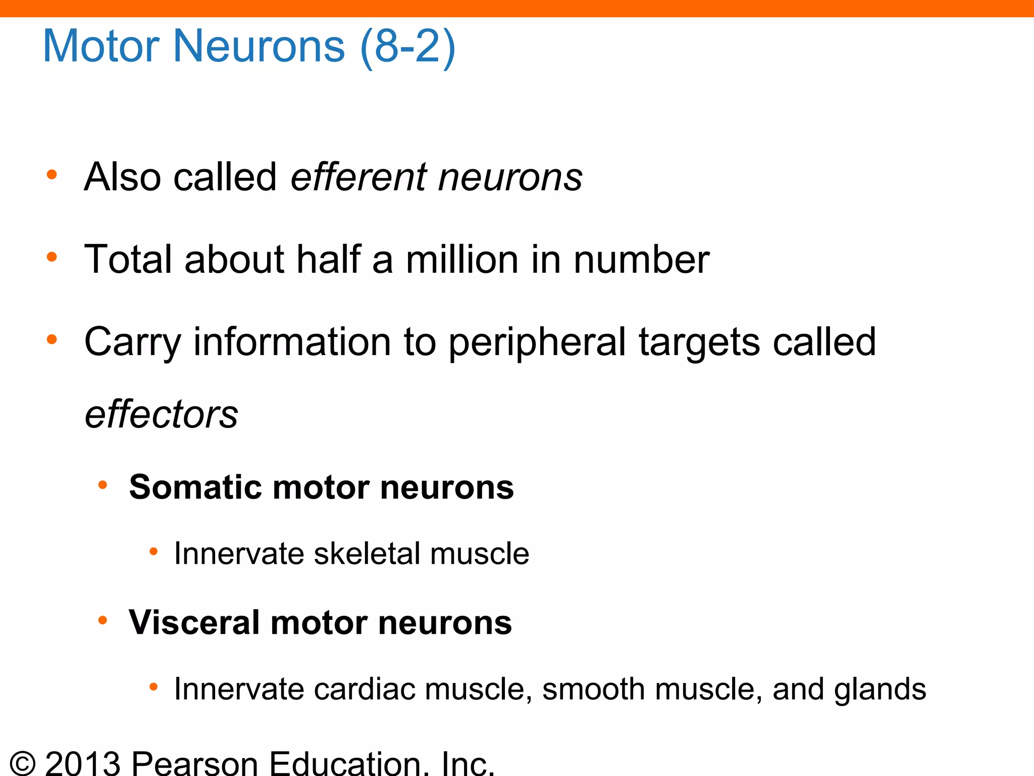 © 2013 Pearson Education, Inc.
Motor Neurons (8-2)
• Also called efferent neurons
• Total about half a million in number
• Carry information to peripheral targets called
effectors
• Somatic motor neurons
• Innervate skeletal muscle
• Visceral motor neurons
• Innervate cardiac muscle, smooth muscle, and glands
 
