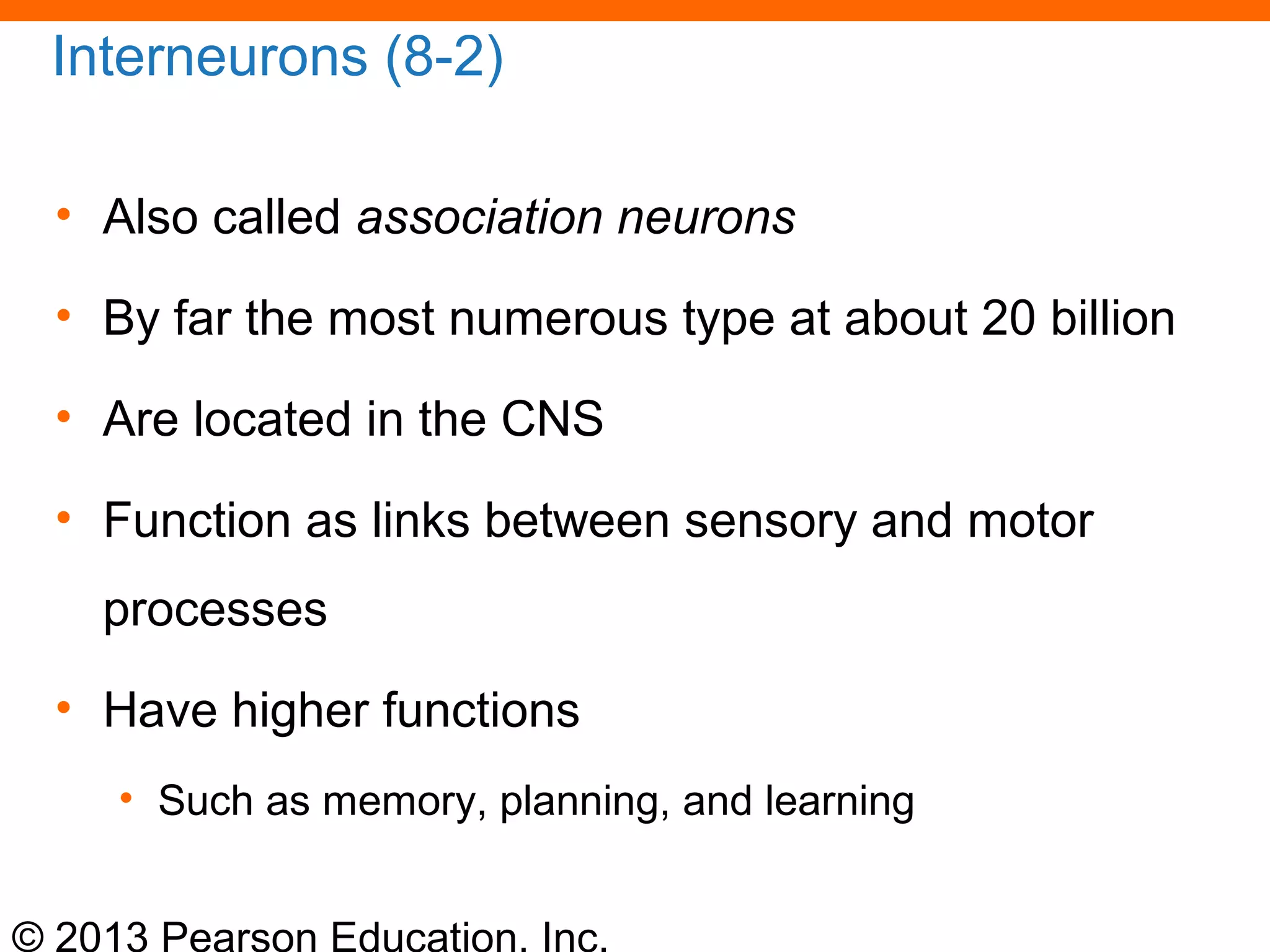 © 2013 Pearson Education, Inc.
Interneurons (8-2)
• Also called association neurons
• By far the most numerous type at about 20 billion
• Are located in the CNS
• Function as links between sensory and motor
processes
• Have higher functions
• Such as memory, planning, and learning
 
