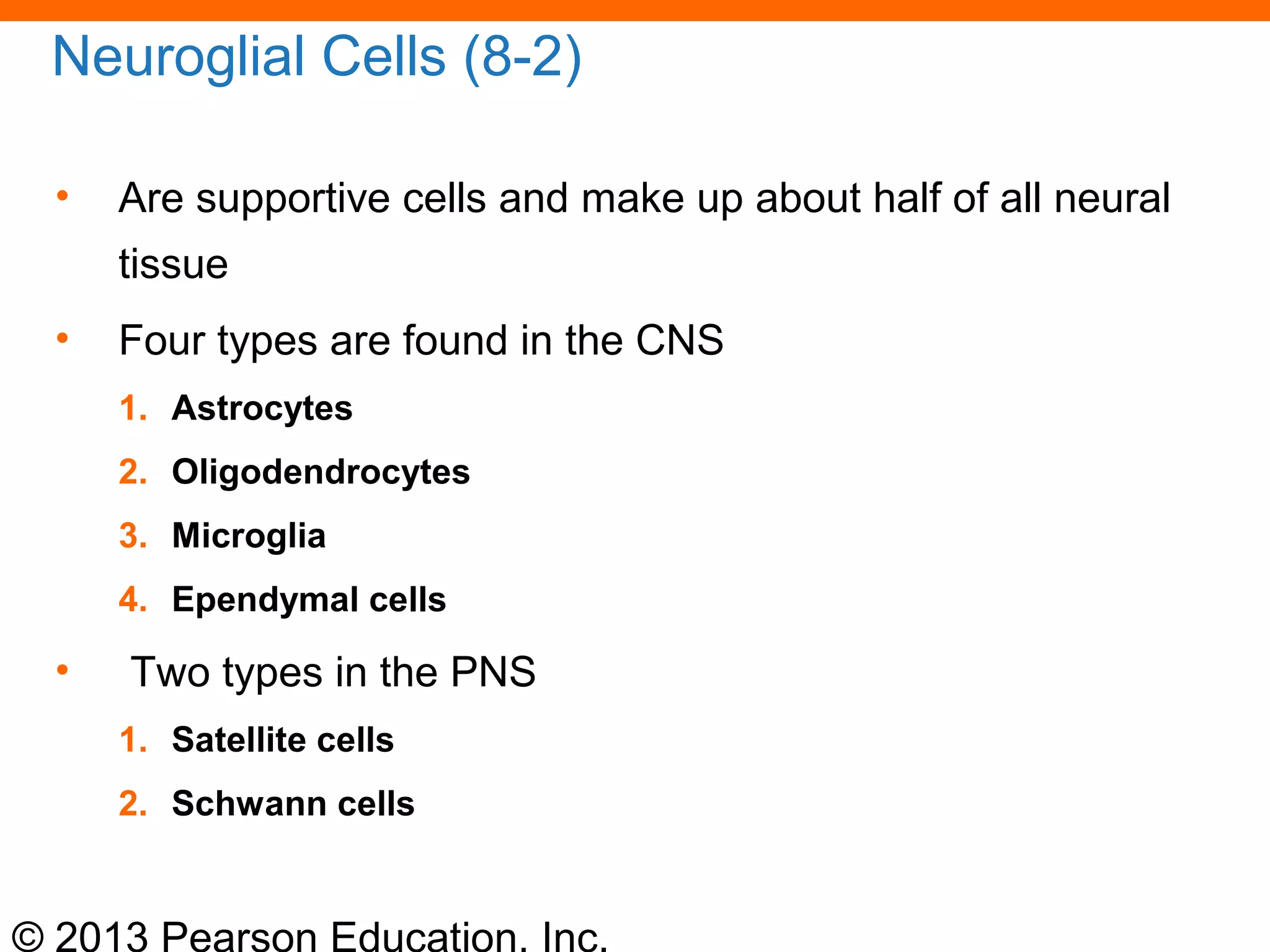 © 2013 Pearson Education, Inc.
Neuroglial Cells (8-2)
• Are supportive cells and make up about half of all neural
tissue
• Four types are found in the CNS
1. Astrocytes
2. Oligodendrocytes
3. Microglia
4. Ependymal cells
• Two types in the PNS
1. Satellite cells
2. Schwann cells
 