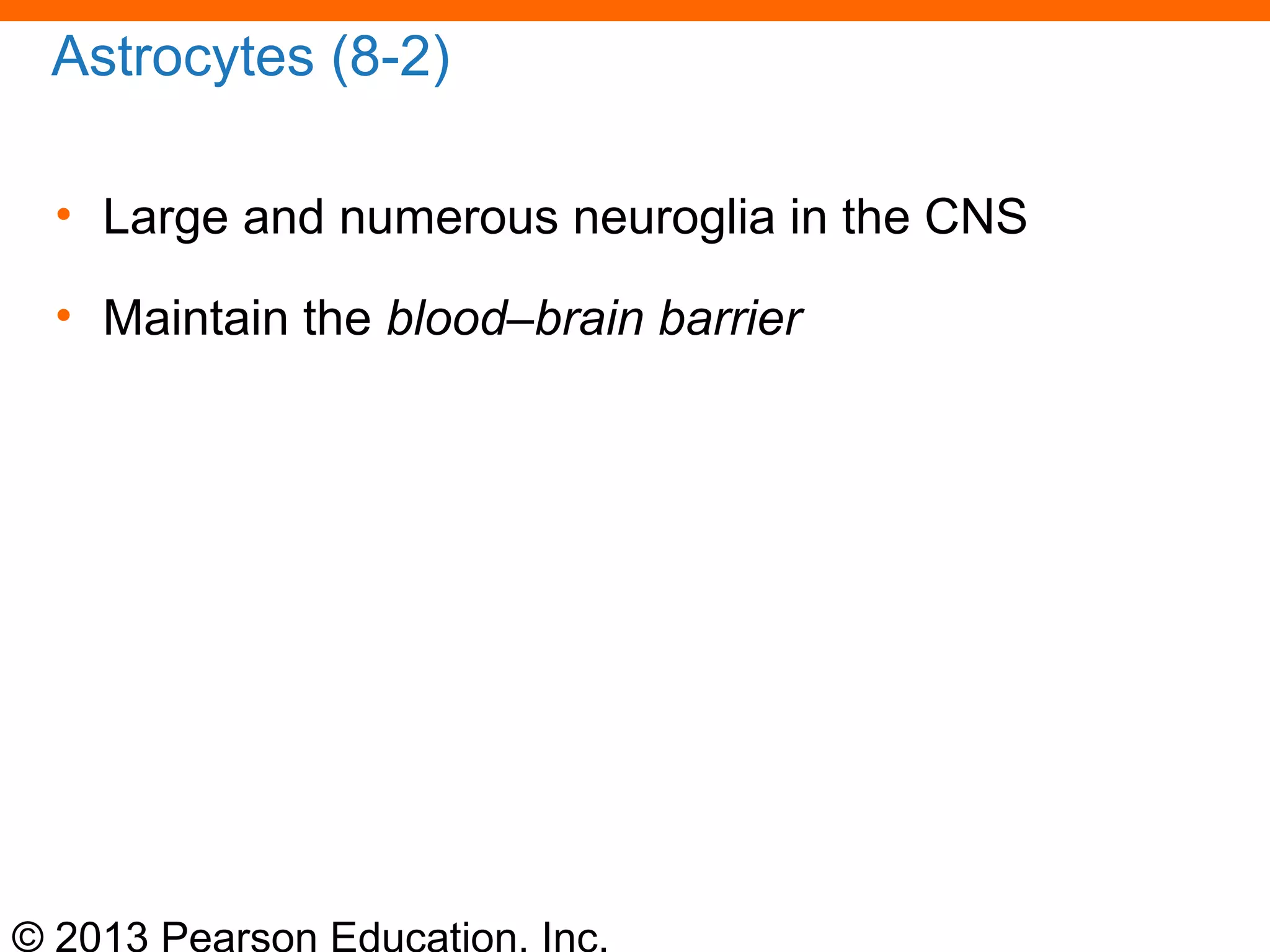© 2013 Pearson Education, Inc.
Astrocytes (8-2)
• Large and numerous neuroglia in the CNS
• Maintain the blood–brain barrier
 