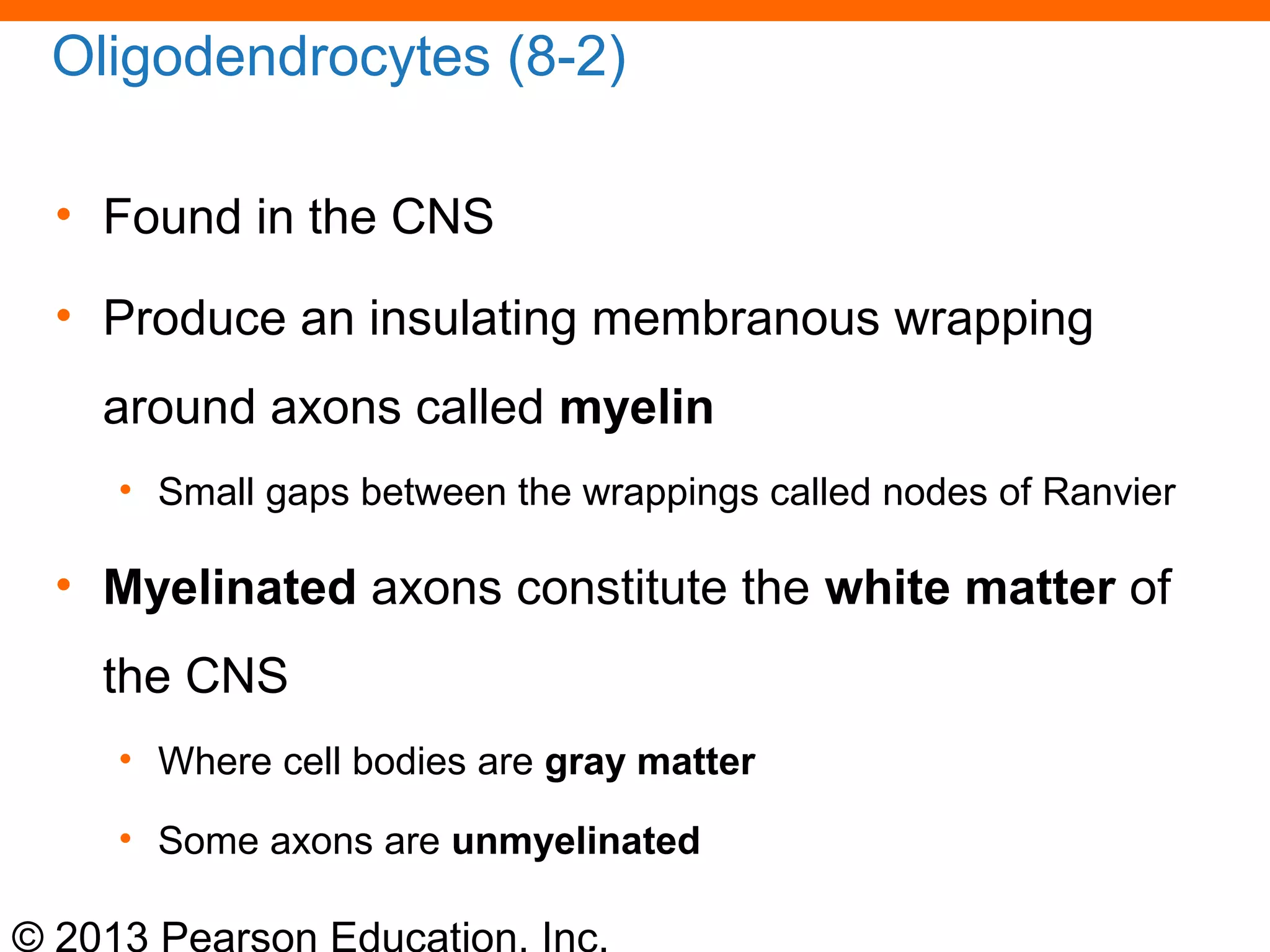 © 2013 Pearson Education, Inc.
Oligodendrocytes (8-2)
• Found in the CNS
• Produce an insulating membranous wrapping
around axons called myelin
• Small gaps between the wrappings called nodes of Ranvier
• Myelinated axons constitute the white matter of
the CNS
• Where cell bodies are gray matter
• Some axons are unmyelinated
 