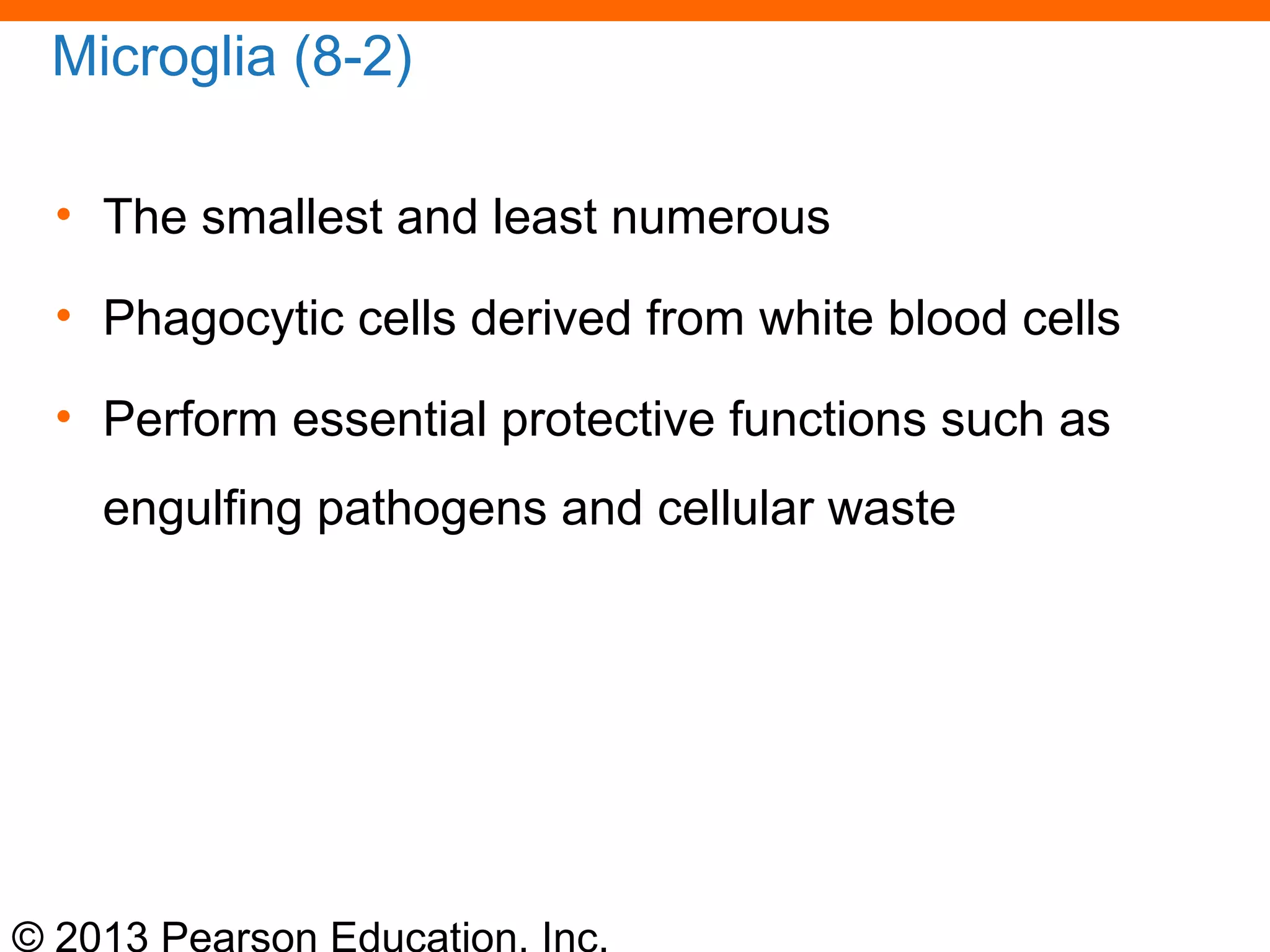 © 2013 Pearson Education, Inc.
Microglia (8-2)
• The smallest and least numerous
• Phagocytic cells derived from white blood cells
• Perform essential protective functions such as
engulfing pathogens and cellular waste
 
