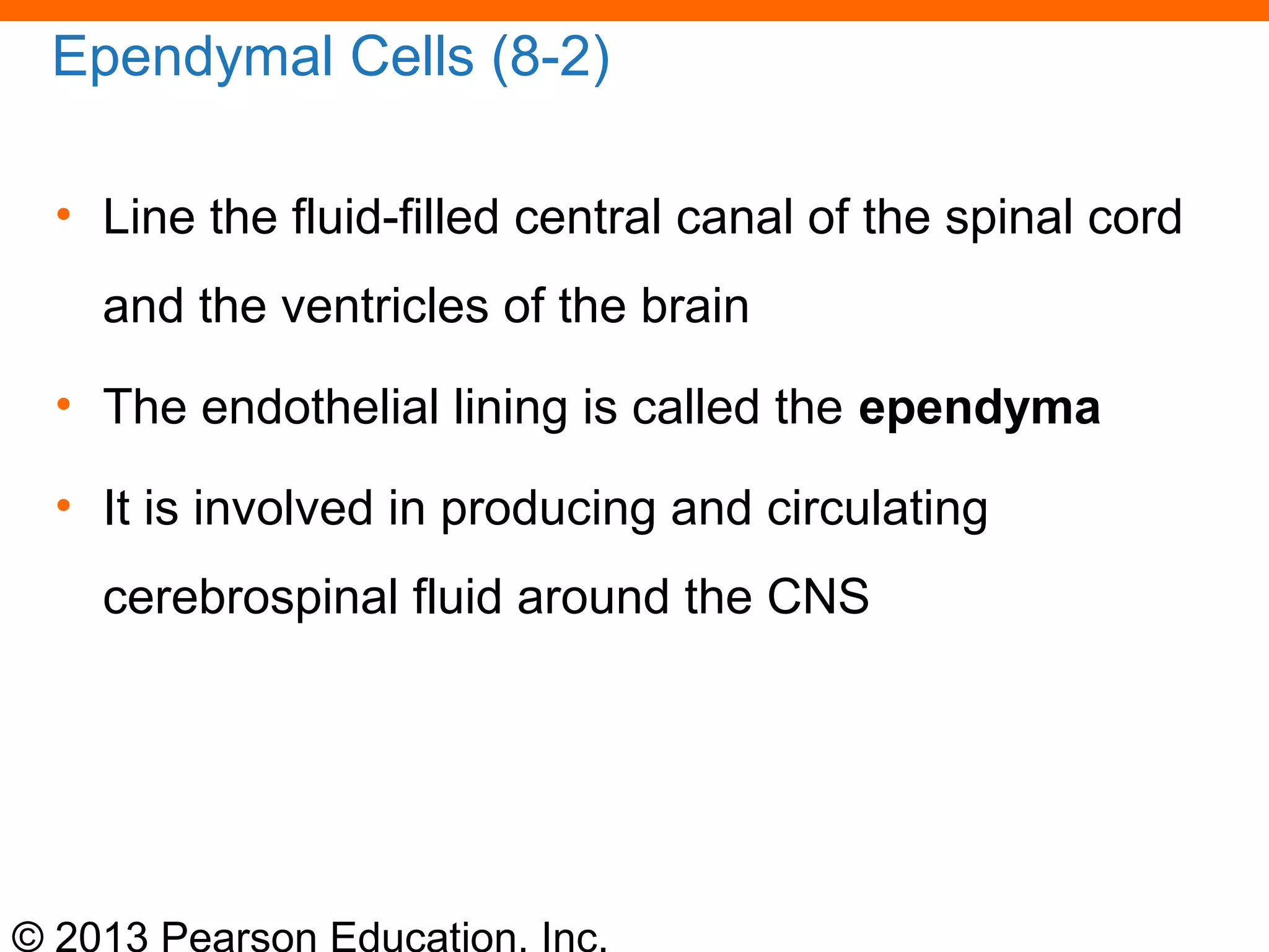© 2013 Pearson Education, Inc.
Ependymal Cells (8-2)
• Line the fluid-filled central canal of the spinal cord
and the ventricles of the brain
• The endothelial lining is called the ependyma
• It is involved in producing and circulating
cerebrospinal fluid around the CNS
 