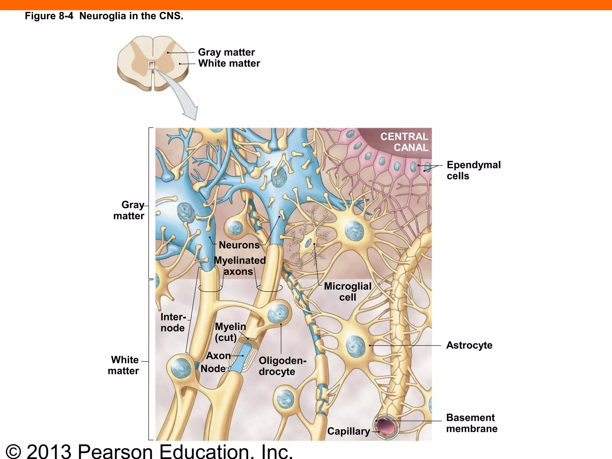 © 2013 Pearson Education, Inc.
Gray matter
White matter
Gray
matter
Neurons
Myelinated
axons
Ependymal
cells
CENTRAL
CANAL
Microglial
cell
Inter-
node
White
matter
Axon
Node
Oligoden-
drocyte
Astrocyte
Capillary
Basement
membrane
Myelin
(cut)
Figure 8-4 Neuroglia in the CNS.
 