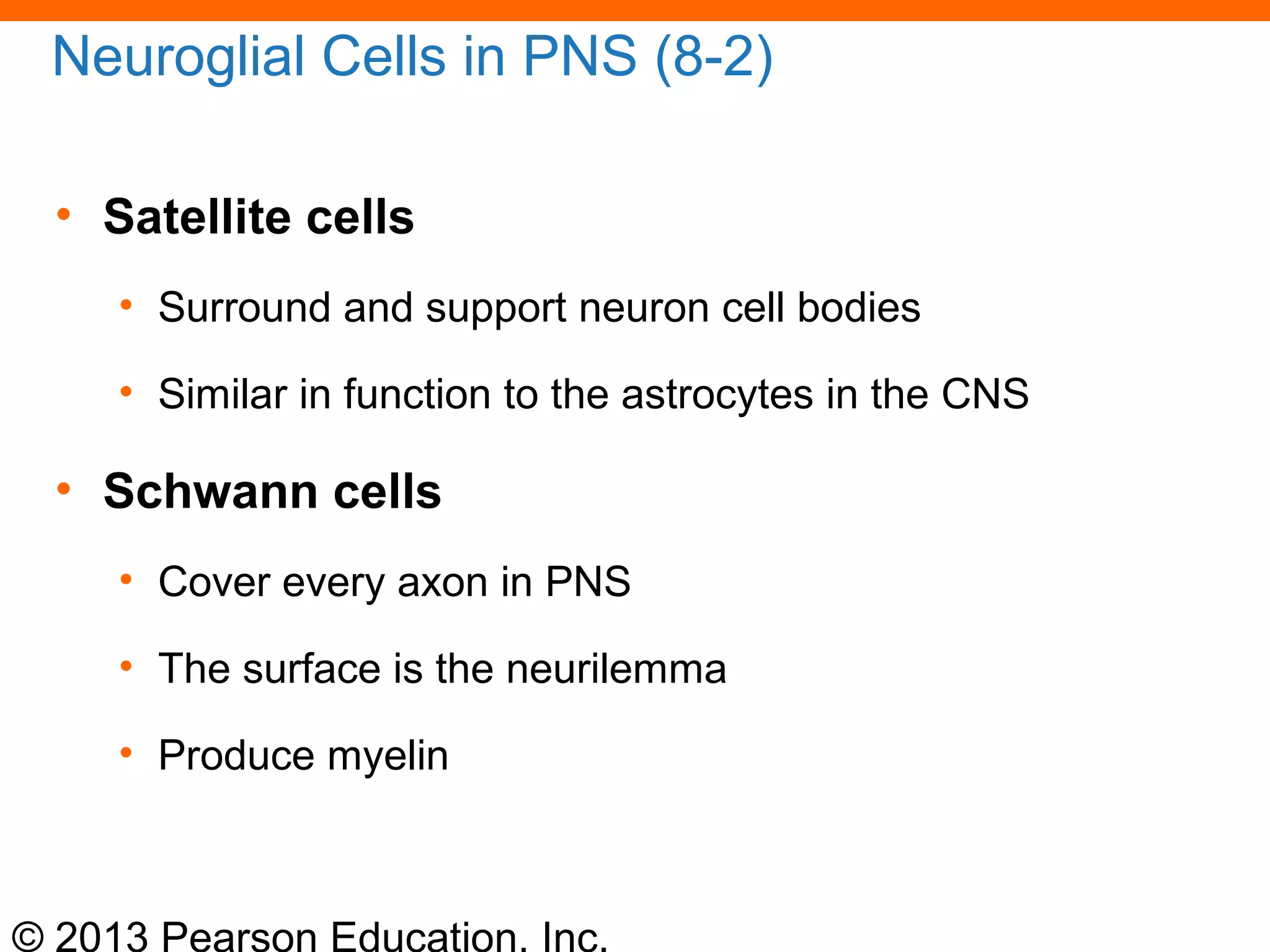 © 2013 Pearson Education, Inc.
Neuroglial Cells in PNS (8-2)
• Satellite cells
• Surround and support neuron cell bodies
• Similar in function to the astrocytes in the CNS
• Schwann cells
• Cover every axon in PNS
• The surface is the neurilemma
• Produce myelin
 