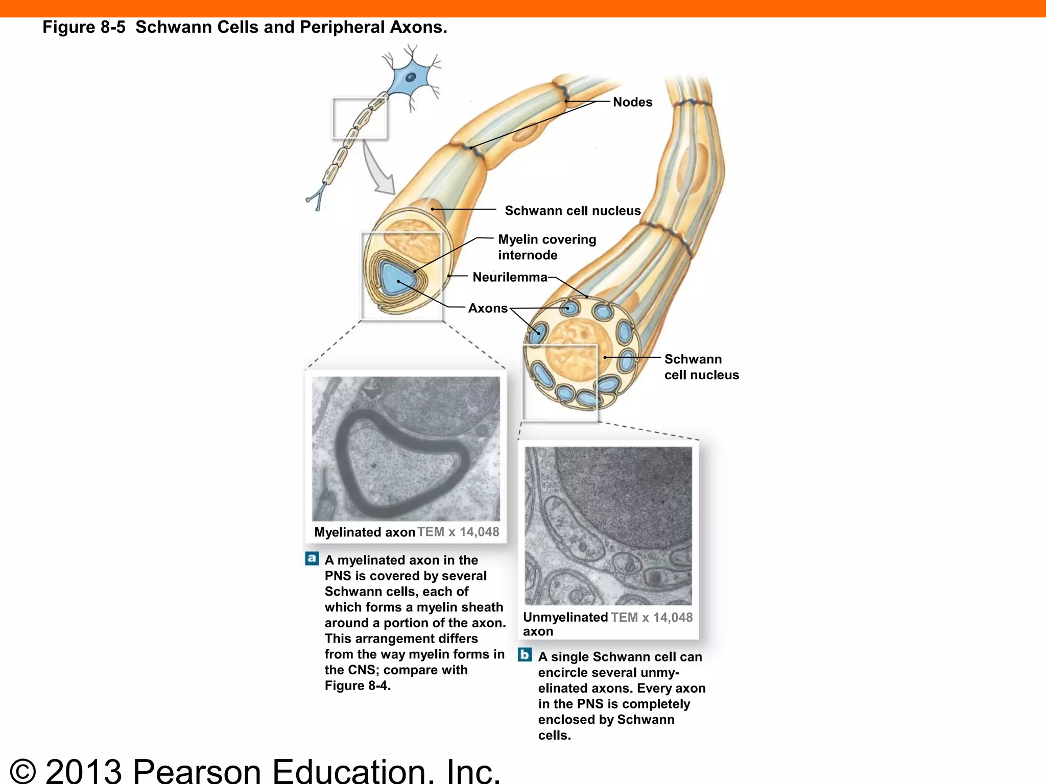 © 2013 Pearson Education, Inc.
Schwann
cell nucleus
Axons
Neurilemma
Myelin covering
internode
Schwann cell nucleus
Nodes
Myelinated axon
Unmyelinated
axon
A myelinated axon in the
PNS is covered by several
Schwann cells, each of
which forms a myelin sheath
around a portion of the axon.
This arrangement differs
from the way myelin forms in
the CNS; compare with
Figure 8-4.
A single Schwann cell can
encircle several unmy-
elinated axons. Every axon
in the PNS is completely
enclosed by Schwann
cells.
TEM x 14,048
TEM x 14,048
Figure 8-5 Schwann Cells and Peripheral Axons.
 