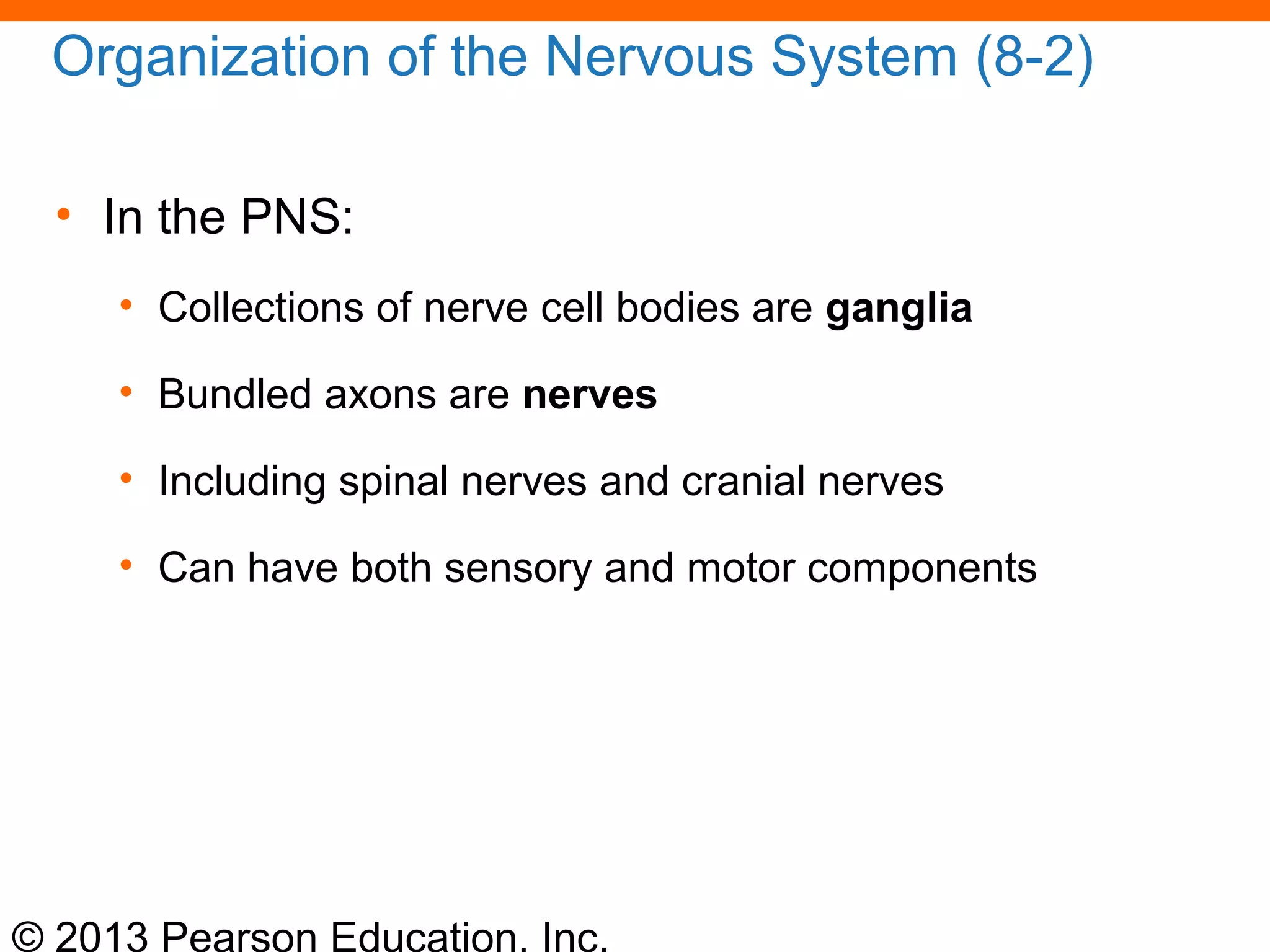 © 2013 Pearson Education, Inc.
Organization of the Nervous System (8-2)
• In the PNS:
• Collections of nerve cell bodies are ganglia
• Bundled axons are nerves
• Including spinal nerves and cranial nerves
• Can have both sensory and motor components
 