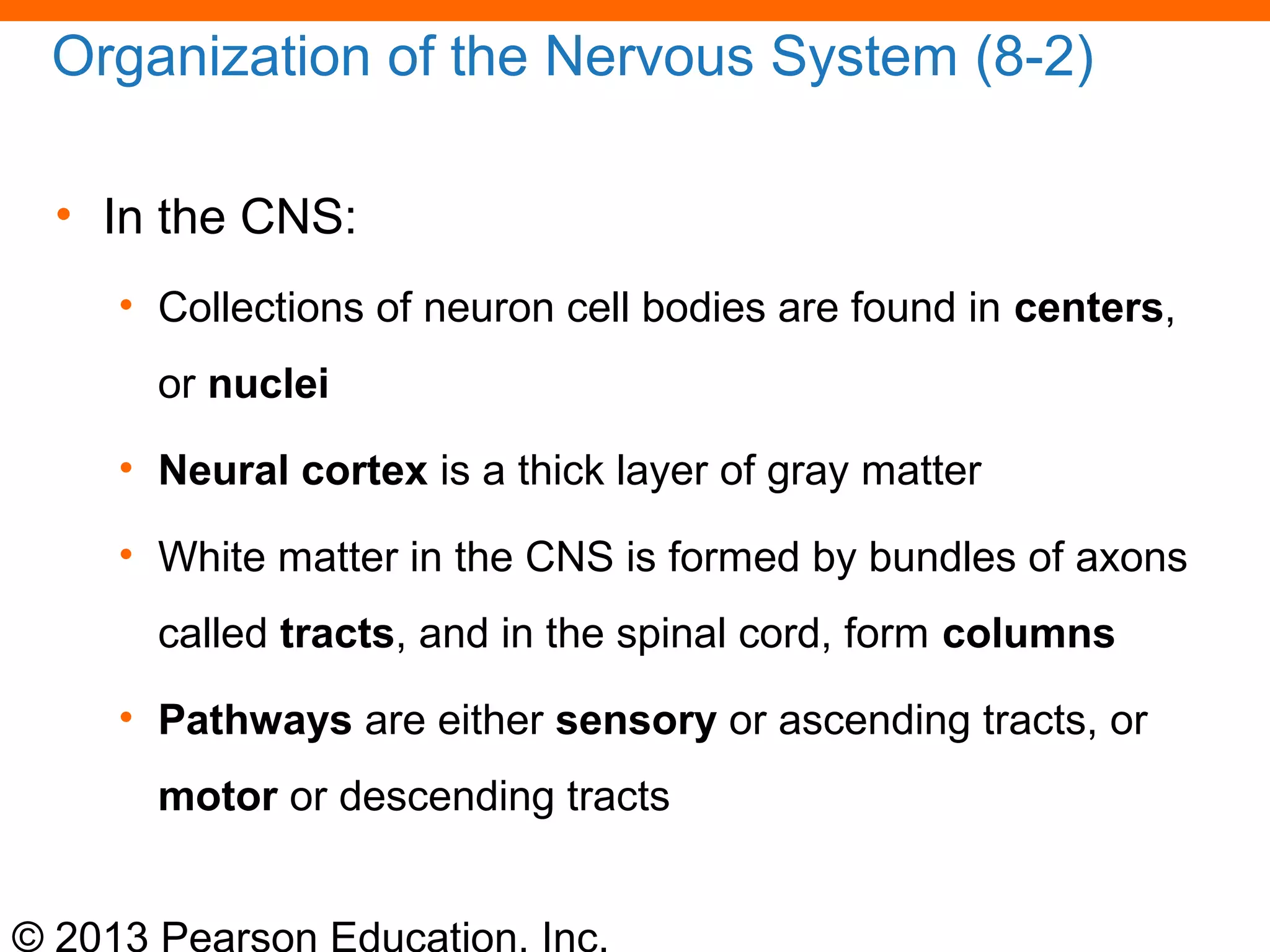 © 2013 Pearson Education, Inc.
Organization of the Nervous System (8-2)
• In the CNS:
• Collections of neuron cell bodies are found in centers,
or nuclei
• Neural cortex is a thick layer of gray matter
• White matter in the CNS is formed by bundles of axons
called tracts, and in the spinal cord, form columns
• Pathways are either sensory or ascending tracts, or
motor or descending tracts
 
