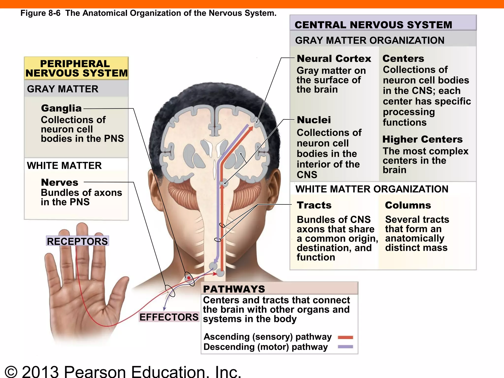 © 2013 Pearson Education, Inc.
PERIPHERAL
NERVOUS SYSTEM
GRAY MATTER
Ganglia
Collections of
neuron cell
bodies in the PNS
WHITE MATTER
Nerves
Bundles of axons
in the PNS
RECEPTORS
EFFECTORS
PATHWAYS
Centers and tracts that connect
the brain with other organs and
systems in the body
Ascending (sensory) pathway
Descending (motor) pathway
CENTRAL NERVOUS SYSTEM
GRAY MATTER ORGANIZATION
Neural Cortex
Gray matter on
the surface of
the brain
Centers
Collections of
neuron cell bodies
in the CNS; each
center has specific
processing
functionsNuclei
Collections of
neuron cell
bodies in the
interior of the
CNS
Higher Centers
The most complex
centers in the
brain
WHITE MATTER ORGANIZATION
Tracts
Bundles of CNS
axons that share
a common origin,
destination, and
function
Columns
Several tracts
that form an
anatomically
distinct mass
Figure 8-6 The Anatomical Organization of the Nervous System.
 