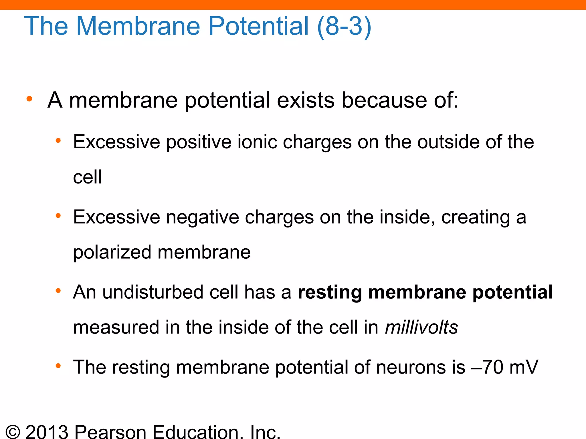 © 2013 Pearson Education, Inc.
The Membrane Potential (8-3)
• A membrane potential exists because of:
• Excessive positive ionic charges on the outside of the
cell
• Excessive negative charges on the inside, creating a
polarized membrane
• An undisturbed cell has a resting membrane potential
measured in the inside of the cell in millivolts
• The resting membrane potential of neurons is –70 mV
 