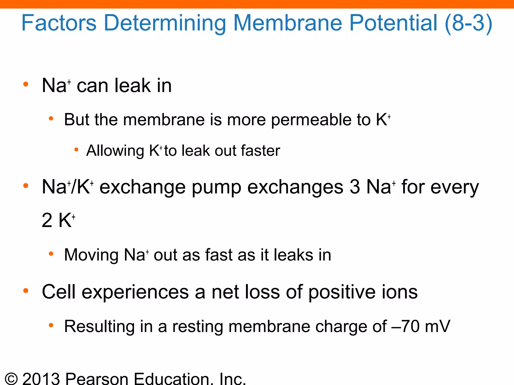 © 2013 Pearson Education, Inc.
Factors Determining Membrane Potential (8-3)
• Na+
can leak in
• But the membrane is more permeable to K+
• Allowing K+
to leak out faster
• Na+
/K+
exchange pump exchanges 3 Na+
for every
2 K+
• Moving Na+
out as fast as it leaks in
• Cell experiences a net loss of positive ions
• Resulting in a resting membrane charge of –70 mV
 