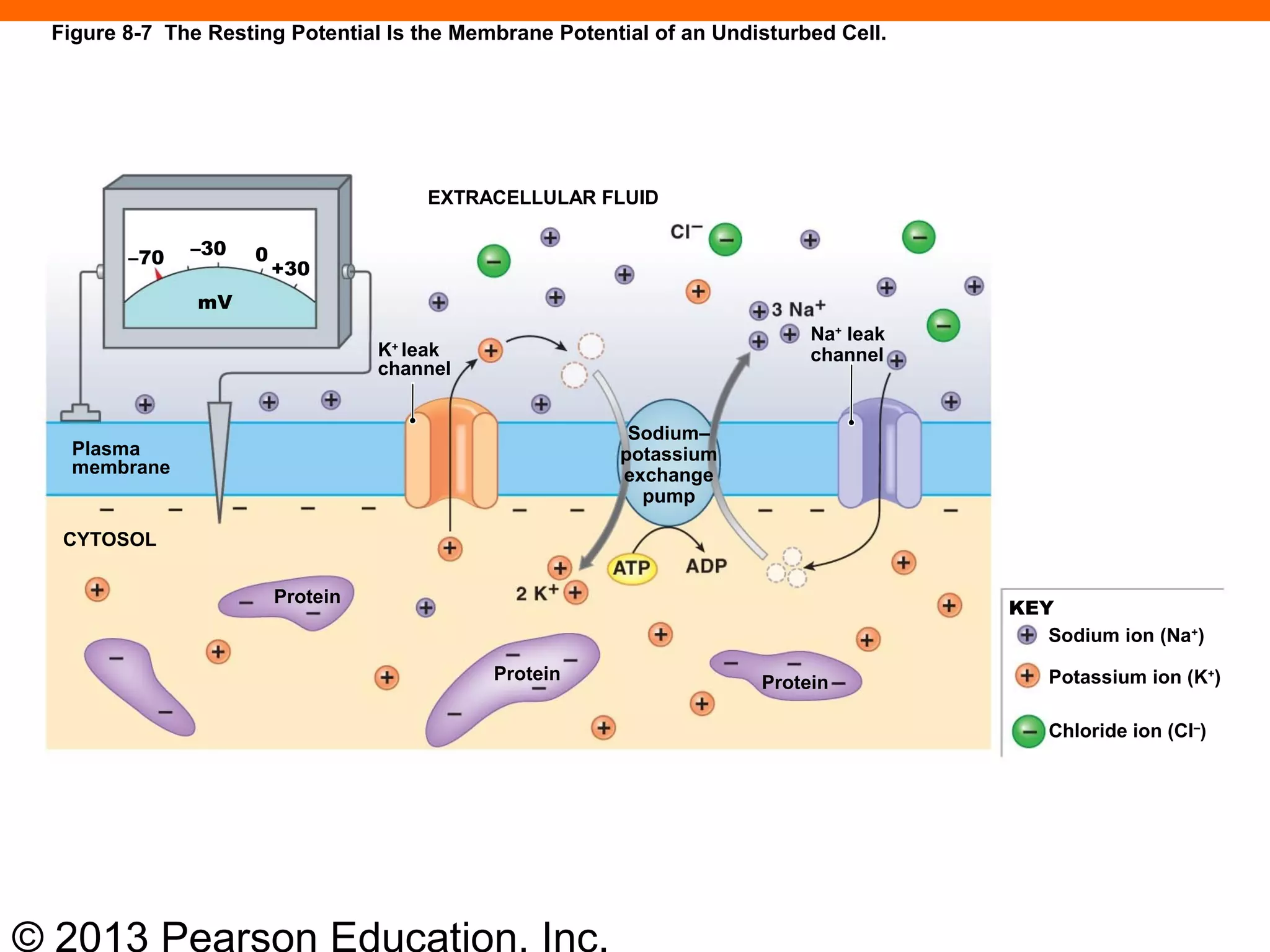 © 2013 Pearson Education, Inc.
EXTRACELLULAR FLUID
K+
leak
channel
Sodium–
potassium
exchange
pump
Na+
leak
channel
Plasma
membrane
CYTOSOL
Protein
Protein
Sodium ion (Na+
)
Potassium ion (K+
)
Chloride ion (Cl–
)
Protein
–70 –30
+30
0
mV
KEY
Figure 8-7 The Resting Potential Is the Membrane Potential of an Undisturbed Cell.
 