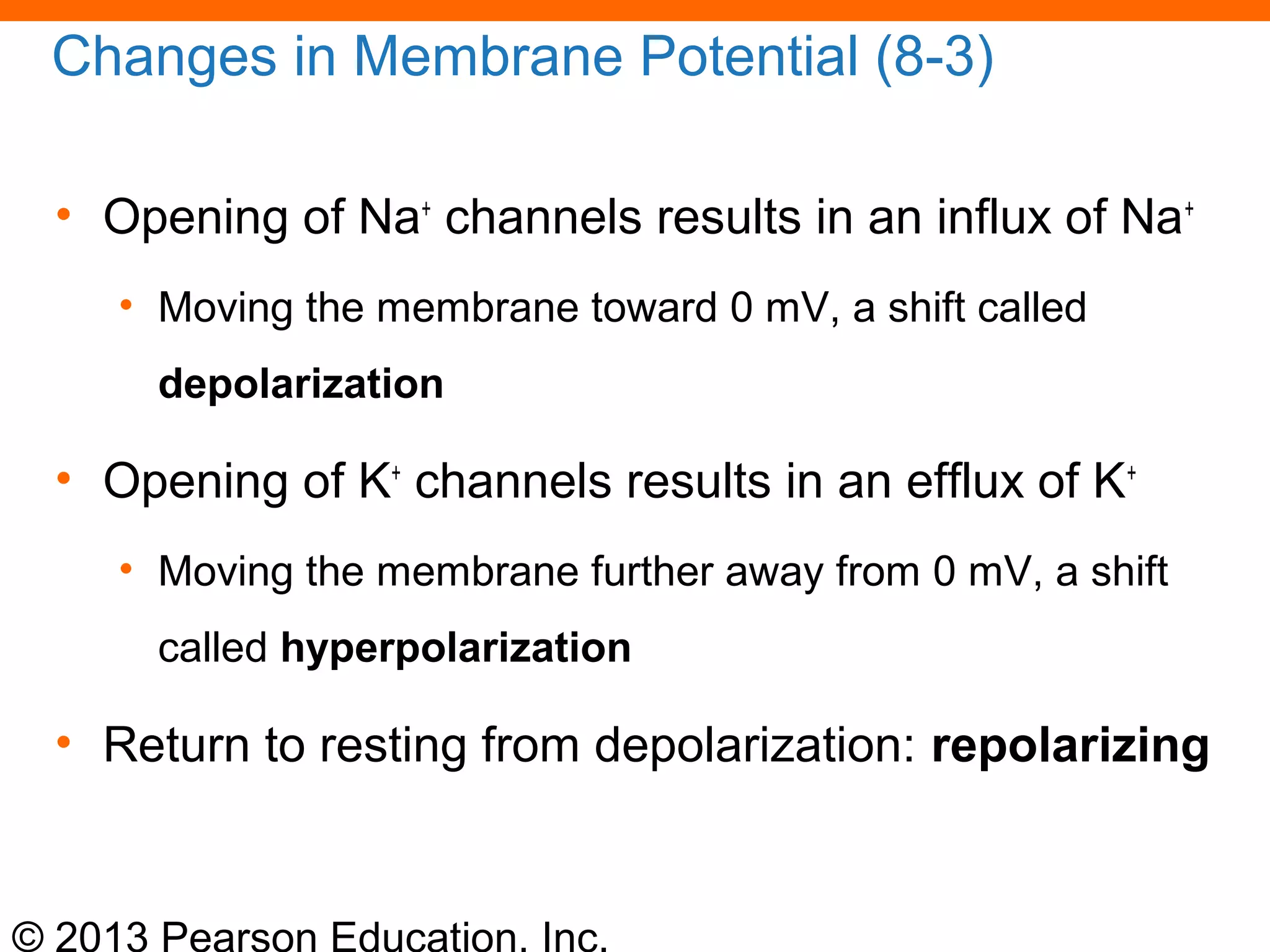 © 2013 Pearson Education, Inc.
Changes in Membrane Potential (8-3)
• Opening of Na+
channels results in an influx of Na+
• Moving the membrane toward 0 mV, a shift called
depolarization
• Opening of K+
channels results in an efflux of K+
• Moving the membrane further away from 0 mV, a shift
called hyperpolarization
• Return to resting from depolarization: repolarizing
 