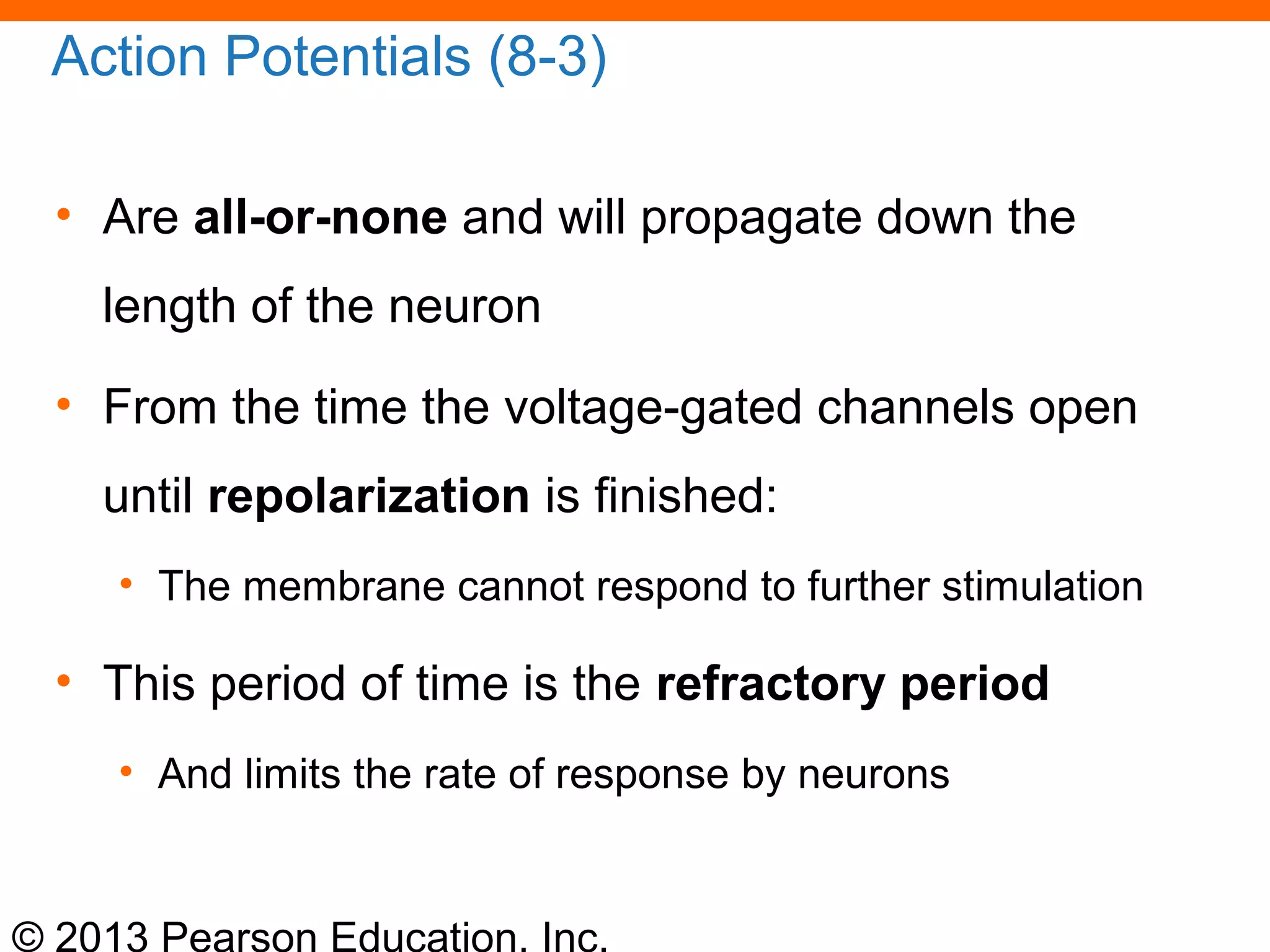 © 2013 Pearson Education, Inc.
Action Potentials (8-3)
• Are all-or-none and will propagate down the
length of the neuron
• From the time the voltage-gated channels open
until repolarization is finished:
• The membrane cannot respond to further stimulation
• This period of time is the refractory period
• And limits the rate of response by neurons
 