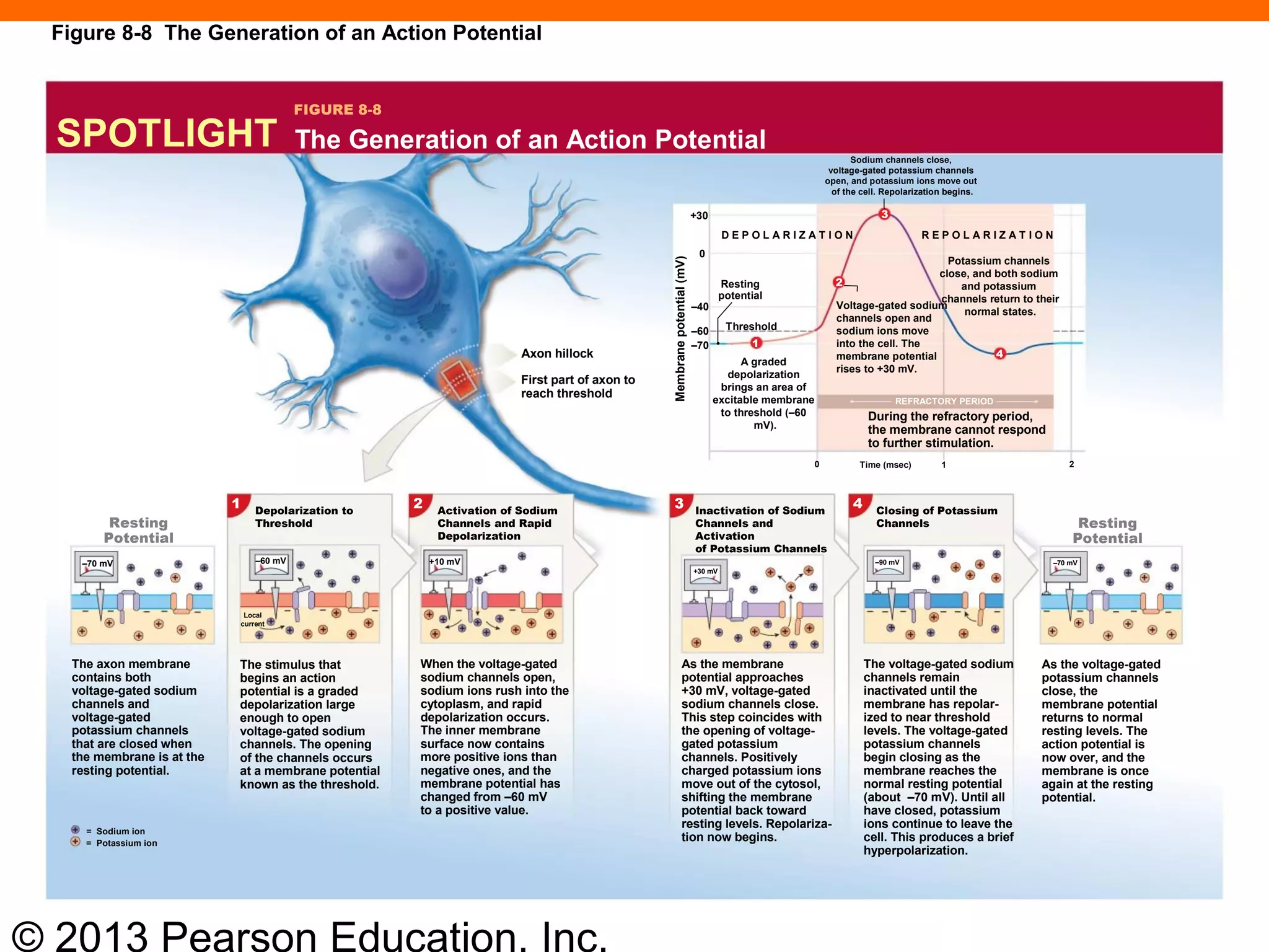 © 2013 Pearson Education, Inc.
A graded
depolarization
brings an area of
excitable membrane
to threshold (–60
mV).
Voltage-gated sodium
channels open and
sodium ions move
into the cell. The
membrane potential
rises to +30 mV.
Potassium channels
close, and both sodium
and potassium
channels return to their
normal states.
Sodium channels close,
voltage-gated potassium channels
open, and potassium ions move out
of the cell. Repolarization begins.
D E P O L A R I Z A T I O N R E P O L A R I Z A T I O N
Resting
potential
Threshold
During the refractory period,
the membrane cannot respond
to further stimulation.
Axon hillock
First part of axon to
reach threshold
+30
0
–40
–60
–70
Membranepotential(mV)
REFRACTORY PERIOD
Time (msec)0 21
2
3
4
1
The Generation of an Action PotentialSPOTLIGHT
FIGURE 8-8
Closing of Potassium
Channels
Inactivation of Sodium
Channels and
Activation
of Potassium Channels
Activation of Sodium
Channels and Rapid
Depolarization
Depolarization to
ThresholdResting
Potential
Resting
Potential
4321
–60 mV +10 mV
+30 mV
–70 mV –90 mV –70 mV
Local
current
The axon membrane
contains both
voltage-gated sodium
channels and
voltage-gated
potassium channels
that are closed when
the membrane is at the
resting potential.
The stimulus that
begins an action
potential is a graded
depolarization large
enough to open
voltage-gated sodium
channels. The opening
of the channels occurs
at a membrane potential
known as the threshold.
When the voltage-gated
sodium channels open,
sodium ions rush into the
cytoplasm, and rapid
depolarization occurs.
The inner membrane
surface now contains
more positive ions than
negative ones, and the
membrane potential has
changed from –60 mV
to a positive value.
As the membrane
potential approaches
+30 mV, voltage-gated
sodium channels close.
This step coincides with
the opening of voltage-
gated potassium
channels. Positively
charged potassium ions
move out of the cytosol,
shifting the membrane
potential back toward
resting levels. Repolariza-
tion now begins.
The voltage-gated sodium
channels remain
inactivated until the
membrane has repolar-
ized to near threshold
levels. The voltage-gated
potassium channels
begin closing as the
membrane reaches the
normal resting potential
(about –70 mV). Until all
have closed, potassium
ions continue to leave the
cell. This produces a brief
hyperpolarization.
As the voltage-gated
potassium channels
close, the
membrane potential
returns to normal
resting levels. The
action potential is
now over, and the
membrane is once
again at the resting
potential.
= Sodium ion
= Potassium ion
Figure 8-8 The Generation of an Action Potential
 