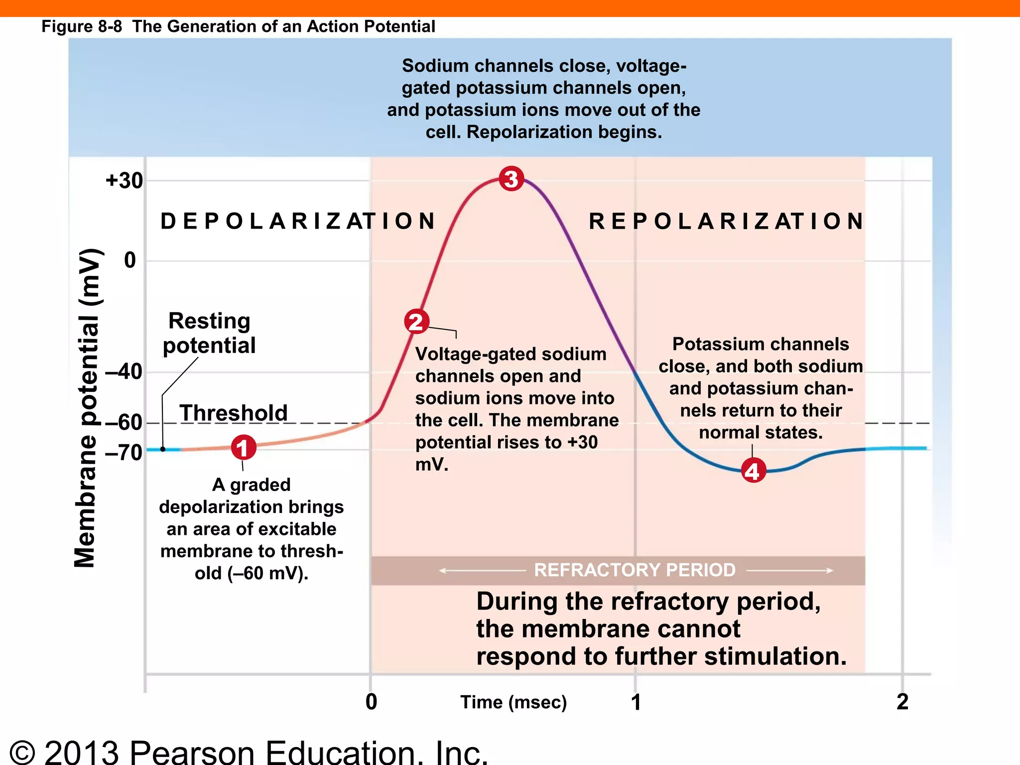 © 2013 Pearson Education, Inc.
Sodium channels close, voltage-
gated potassium channels open,
and potassium ions move out of the
cell. Repolarization begins.
D E P O L A R I Z AT I O N R E P O L A R I Z AT I O N
Resting
potential
Threshold
Voltage-gated sodium
channels open and
sodium ions move into
the cell. The membrane
potential rises to +30
mV.
Potassium channels
close, and both sodium
and potassium chan-
nels return to their
normal states.
A graded
depolarization brings
an area of excitable
membrane to thresh-
old (–60 mV).
During the refractory period,
the membrane cannot
respond to further stimulation.
REFRACTORY PERIOD
Time (msec)
Membranepotential(mV)
+30
0
–40
–60
–70 1
2
3
4
0 1 2
Figure 8-8 The Generation of an Action Potential
 