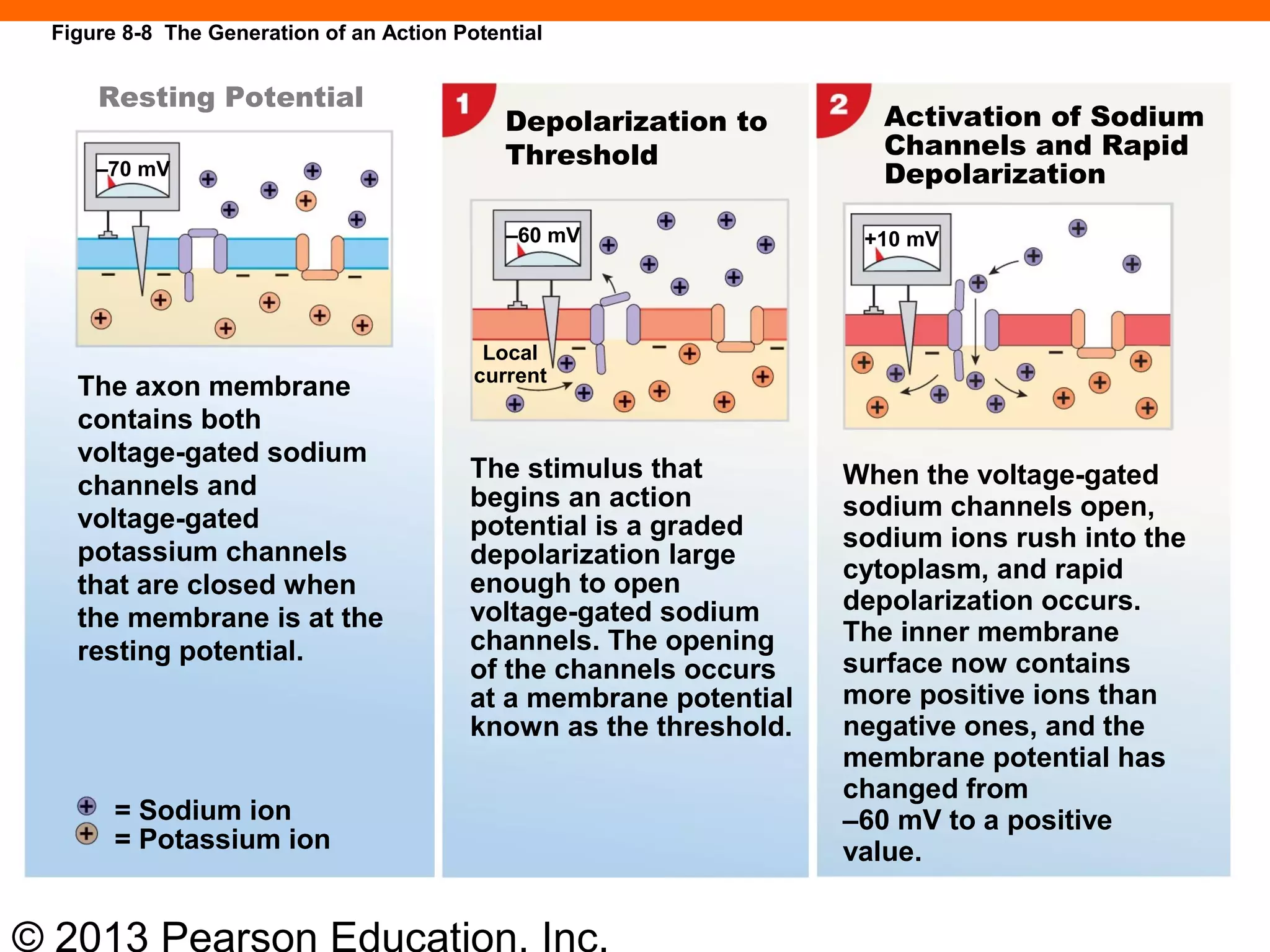 © 2013 Pearson Education, Inc.
Figure 8-8 The Generation of an Action Potential
The axon membrane
contains both
voltage-gated sodium
channels and
voltage-gated
potassium channels
that are closed when
the membrane is at the
resting potential.
= Sodium ion
= Potassium ion
–70 mV
Resting Potential
The stimulus that
begins an action
potential is a graded
depolarization large
enough to open
voltage-gated sodium
channels. The opening
of the channels occurs
at a membrane potential
known as the threshold.
Local
current
–60 mV
Depolarization to
Threshold
When the voltage-gated
sodium channels open,
sodium ions rush into the
cytoplasm, and rapid
depolarization occurs.
The inner membrane
surface now contains
more positive ions than
negative ones, and the
membrane potential has
changed from
–60 mV to a positive
value.
Activation of Sodium
Channels and Rapid
Depolarization
+10 mV
 