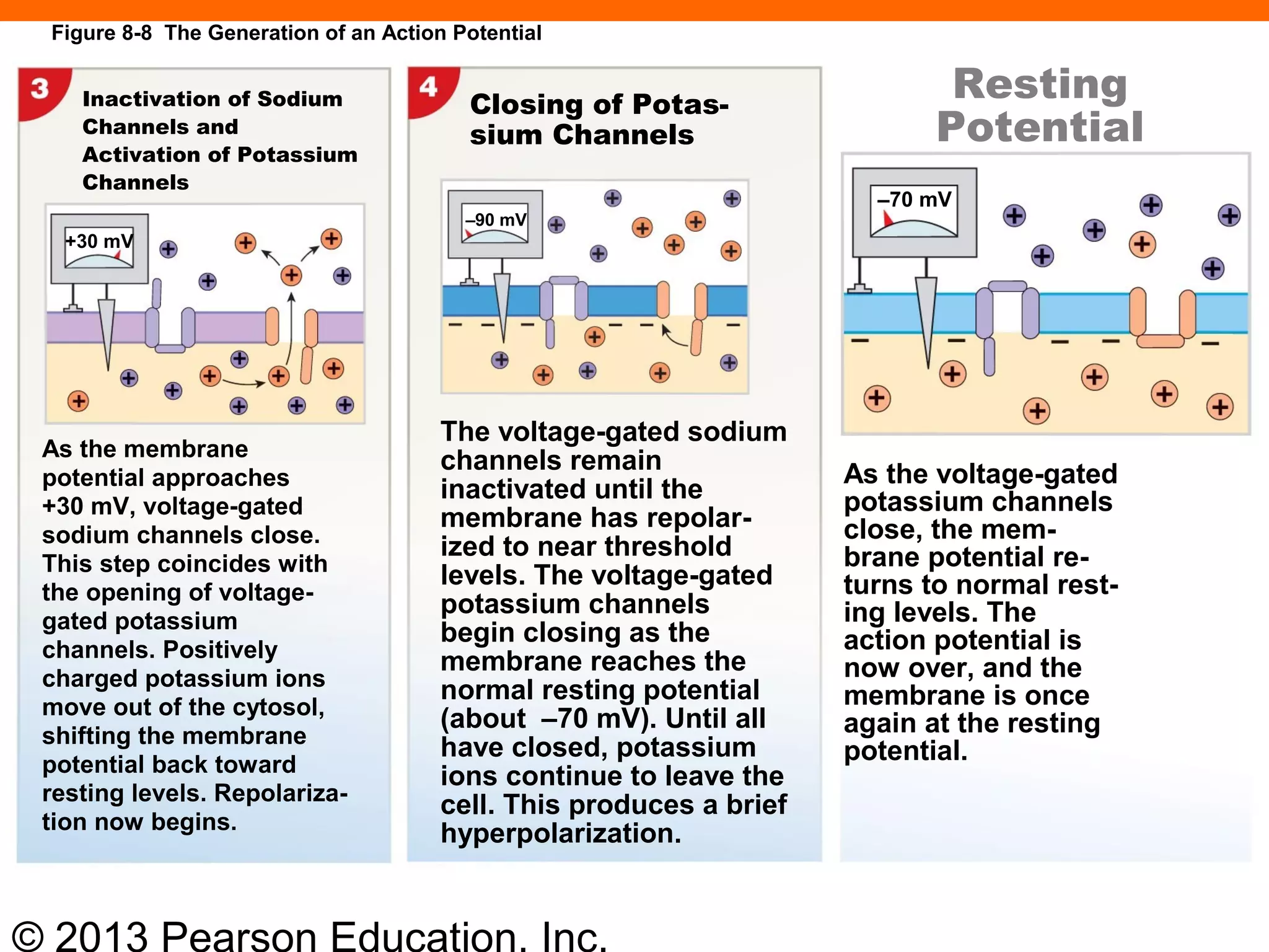 © 2013 Pearson Education, Inc.
Figure 8-8 The Generation of an Action Potential
Resting
Potential
+30 mV
–90 mV
–70 mV
Inactivation of Sodium
Channels and
Activation of Potassium
Channels
As the membrane
potential approaches
+30 mV, voltage-gated
sodium channels close.
This step coincides with
the opening of voltage-
gated potassium
channels. Positively
charged potassium ions
move out of the cytosol,
shifting the membrane
potential back toward
resting levels. Repolariza-
tion now begins.
Closing of Potas-
sium Channels
The voltage-gated sodium
channels remain
inactivated until the
membrane has repolar-
ized to near threshold
levels. The voltage-gated
potassium channels
begin closing as the
membrane reaches the
normal resting potential
(about –70 mV). Until all
have closed, potassium
ions continue to leave the
cell. This produces a brief
hyperpolarization.
As the voltage-gated
potassium channels
close, the mem-
brane potential re-
turns to normal rest-
ing levels. The
action potential is
now over, and the
membrane is once
again at the resting
potential.
 
