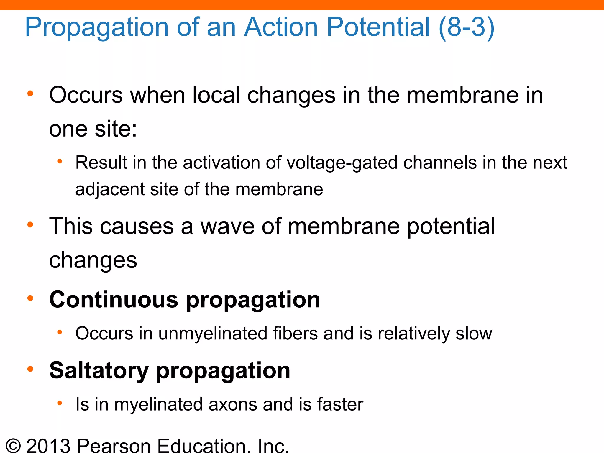 © 2013 Pearson Education, Inc.
Propagation of an Action Potential (8-3)
• Occurs when local changes in the membrane in
one site:
• Result in the activation of voltage-gated channels in the next
adjacent site of the membrane
• This causes a wave of membrane potential
changes
• Continuous propagation
• Occurs in unmyelinated fibers and is relatively slow
• Saltatory propagation
• Is in myelinated axons and is faster
 