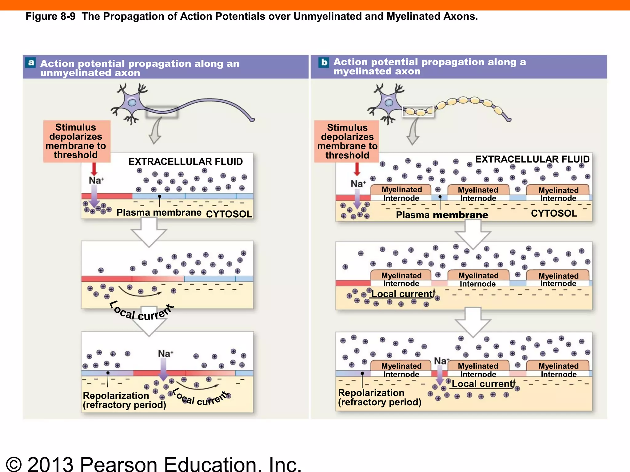 © 2013 Pearson Education, Inc.
Action potential propagation along an
unmyelinated axon
Action potential propagation along a
myelinated axon
Stimulus
depolarizes
membrane to
threshold
Stimulus
depolarizes
membrane to
threshold
EXTRACELLULAR FLUID
Plasma membrane CYTOSOL CYTOSOLPlasma membrane
EXTRACELLULAR FLUID
Repolarization
(refractory period)
Repolarization
(refractory period)
Myelinated
Internode Internode Internode
Myelinated Myelinated
MyelinatedMyelinatedMyelinated
Internode Internode Internode
InternodeInternodeInternode
Myelinated Myelinated Myelinated
Local current
Local current
Figure 8-9 The Propagation of Action Potentials over Unmyelinated and Myelinated Axons.
 
