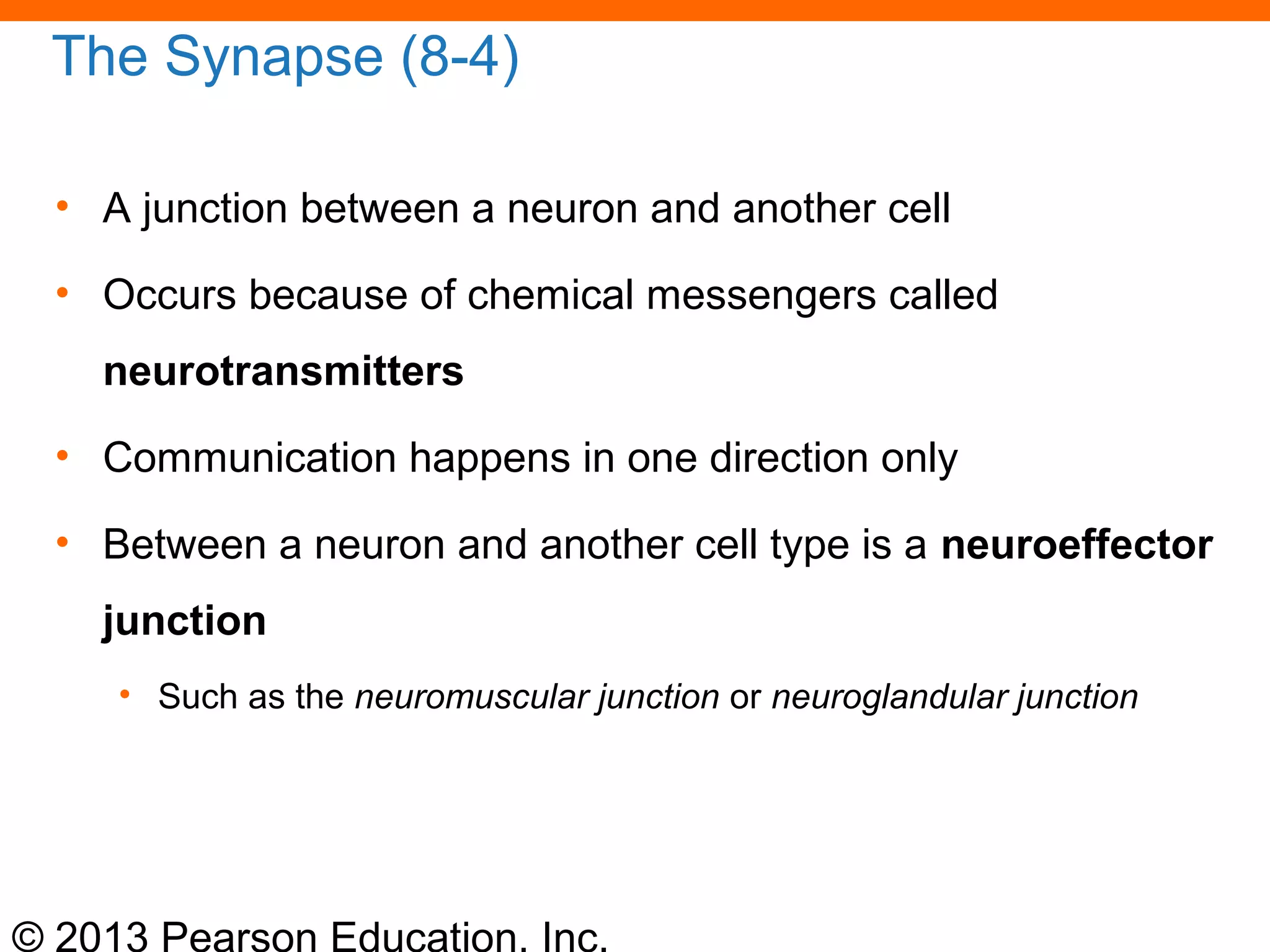 © 2013 Pearson Education, Inc.
The Synapse (8-4)
• A junction between a neuron and another cell
• Occurs because of chemical messengers called
neurotransmitters
• Communication happens in one direction only
• Between a neuron and another cell type is a neuroeffector
junction
• Such as the neuromuscular junction or neuroglandular junction
 