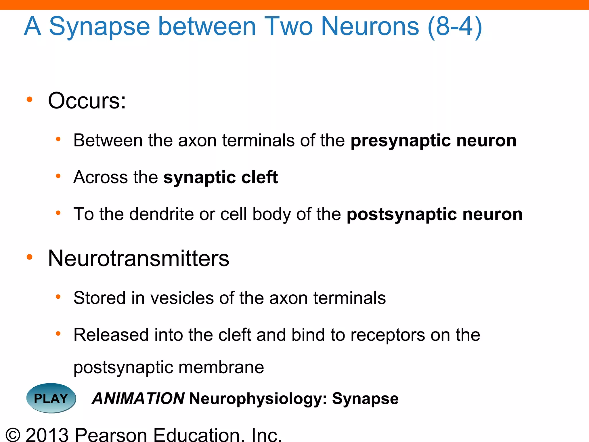 © 2013 Pearson Education, Inc.
A Synapse between Two Neurons (8-4)
• Occurs:
• Between the axon terminals of the presynaptic neuron
• Across the synaptic cleft
• To the dendrite or cell body of the postsynaptic neuron
• Neurotransmitters
• Stored in vesicles of the axon terminals
• Released into the cleft and bind to receptors on the
postsynaptic membrane
PLAYPLAY ANIMATION Neurophysiology: Synapse
 