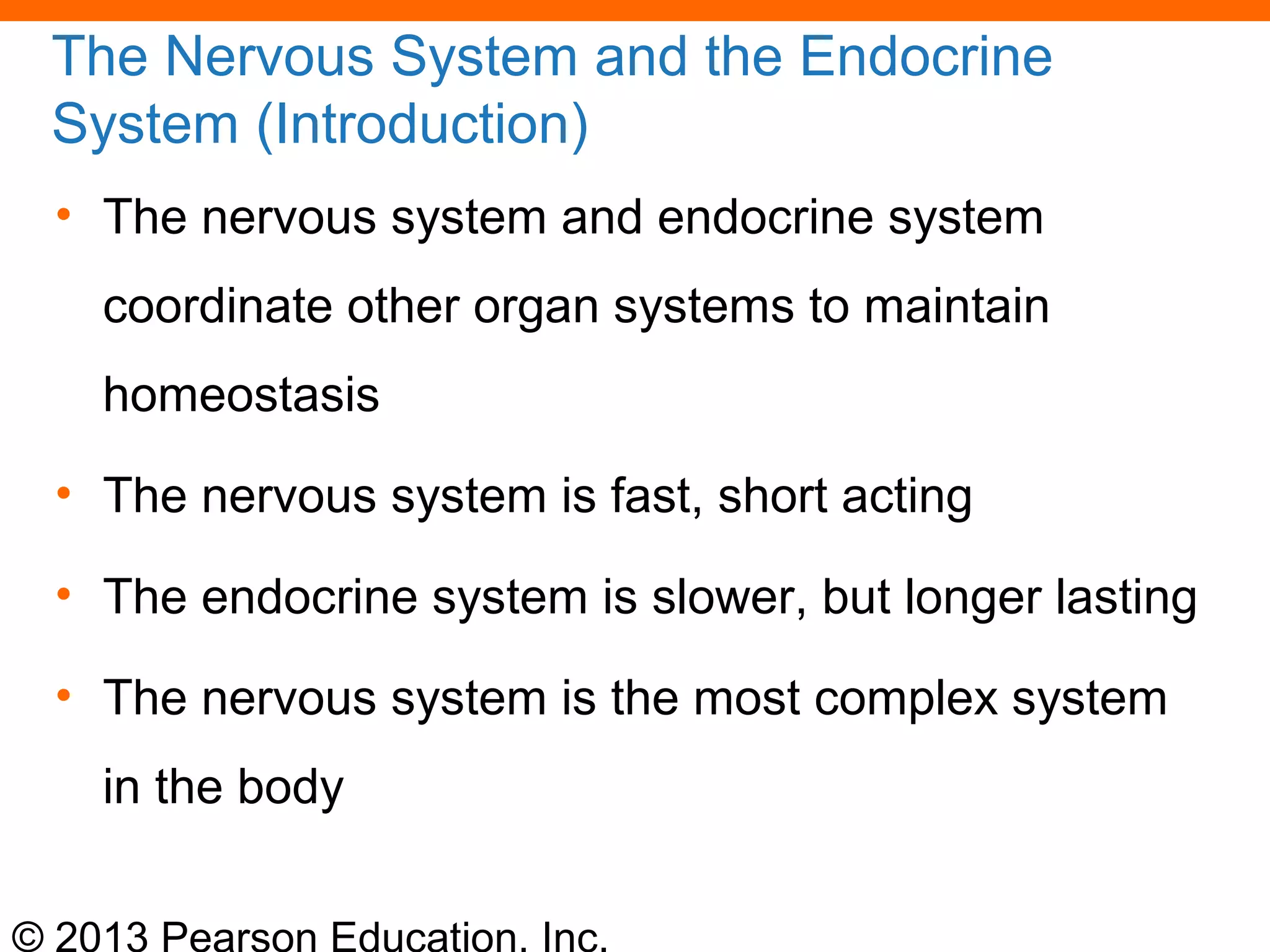 © 2013 Pearson Education, Inc.
The Nervous System and the Endocrine
System (Introduction)
• The nervous system and endocrine system
coordinate other organ systems to maintain
homeostasis
• The nervous system is fast, short acting
• The endocrine system is slower, but longer lasting
• The nervous system is the most complex system
in the body
 
