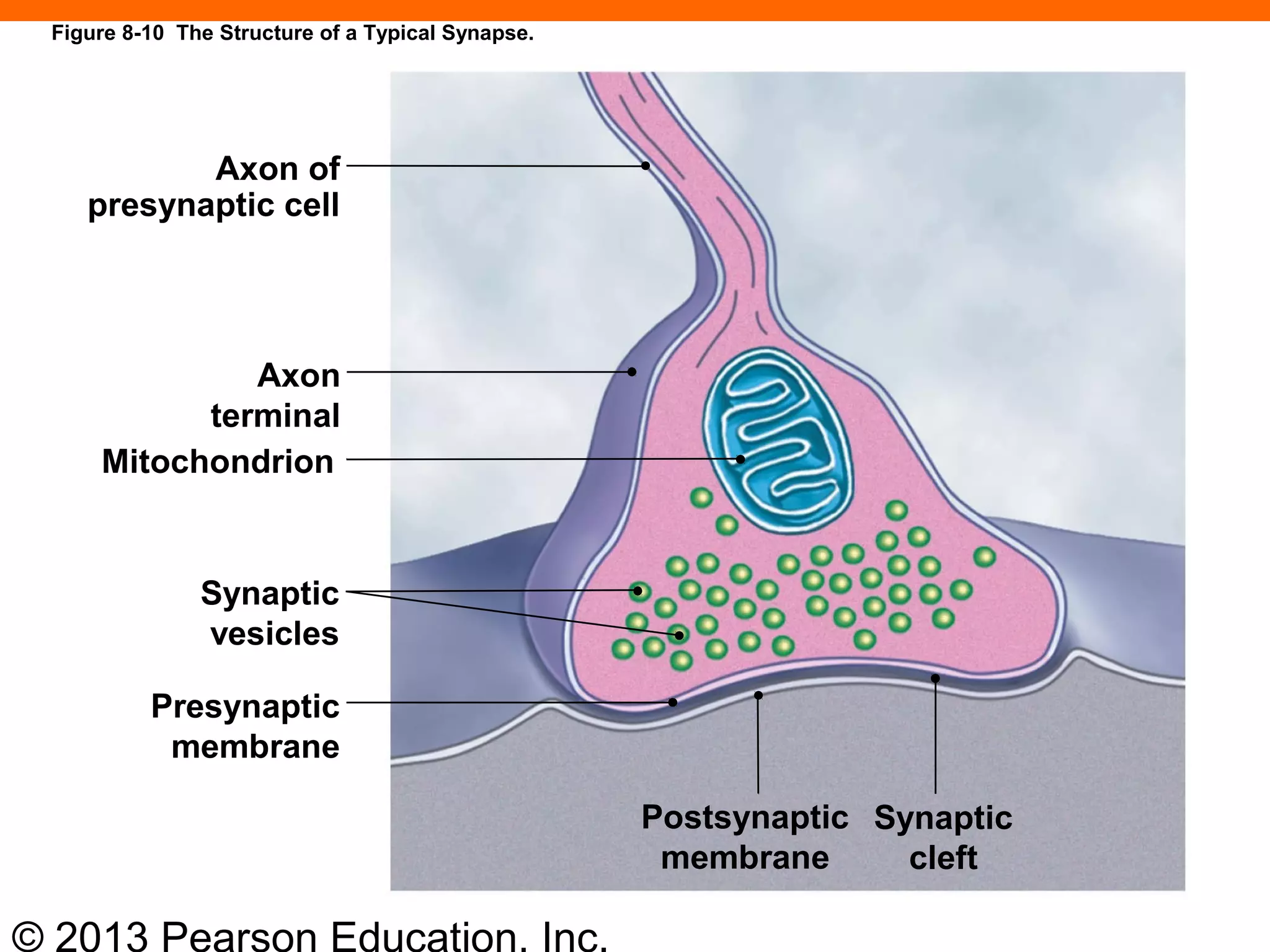 © 2013 Pearson Education, Inc.
Axon of
presynaptic cell
Axon
terminal
Mitochondrion
Synaptic
vesicles
Presynaptic
membrane
Postsynaptic
membrane
Synaptic
cleft
Figure 8-10 The Structure of a Typical Synapse.
 