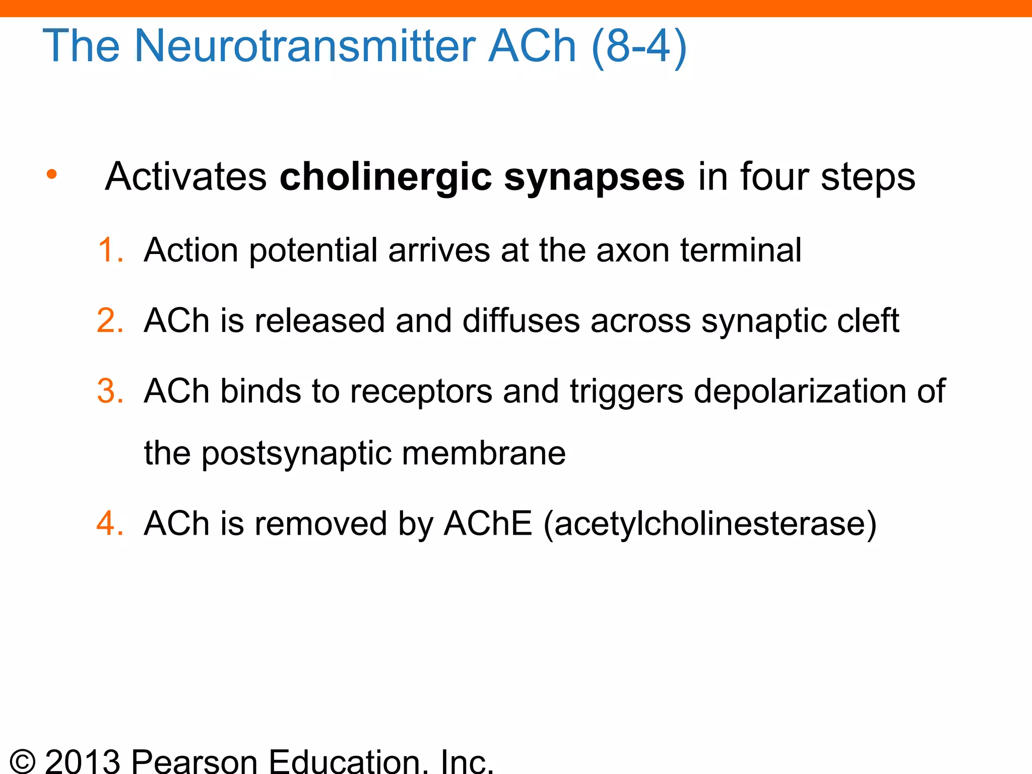 © 2013 Pearson Education, Inc.
The Neurotransmitter ACh (8-4)
• Activates cholinergic synapses in four steps
1. Action potential arrives at the axon terminal
2. ACh is released and diffuses across synaptic cleft
3. ACh binds to receptors and triggers depolarization of
the postsynaptic membrane
4. ACh is removed by AChE (acetylcholinesterase)
 