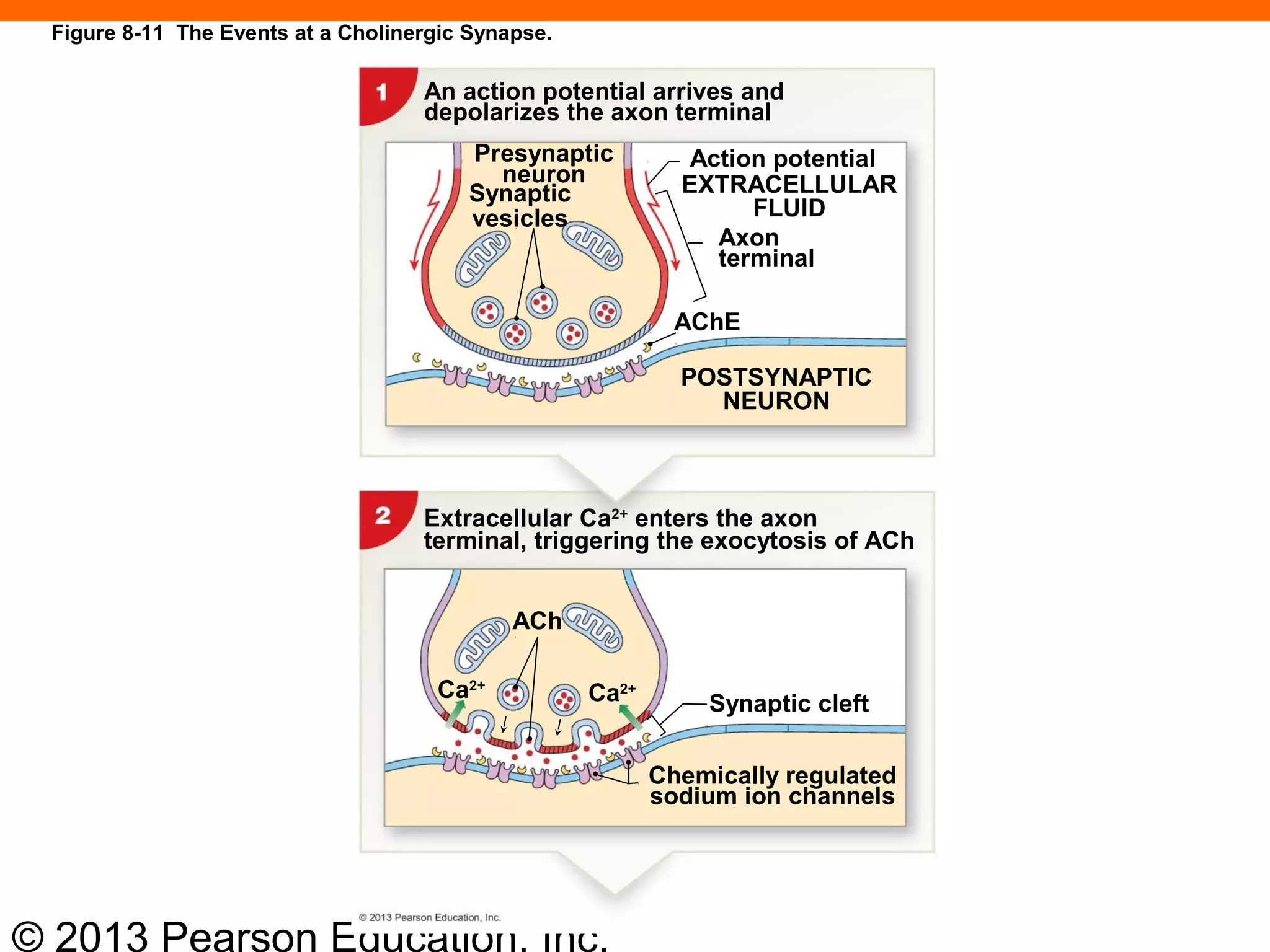 © 2013 Pearson Education, Inc.
Figure 8-11 The Events at a Cholinergic Synapse.
An action potential arrives and
depolarizes the axon terminal
Presynaptic
neuron
Synaptic
vesicles
Action potential
EXTRACELLULAR
FLUID
Axon
terminal
AChE
POSTSYNAPTIC
NEURON
Extracellular Ca2+
enters the axon
terminal, triggering the exocytosis of ACh
Ca2+
Synaptic cleftCa2+
ACh
Chemically regulated
sodium ion channels
 