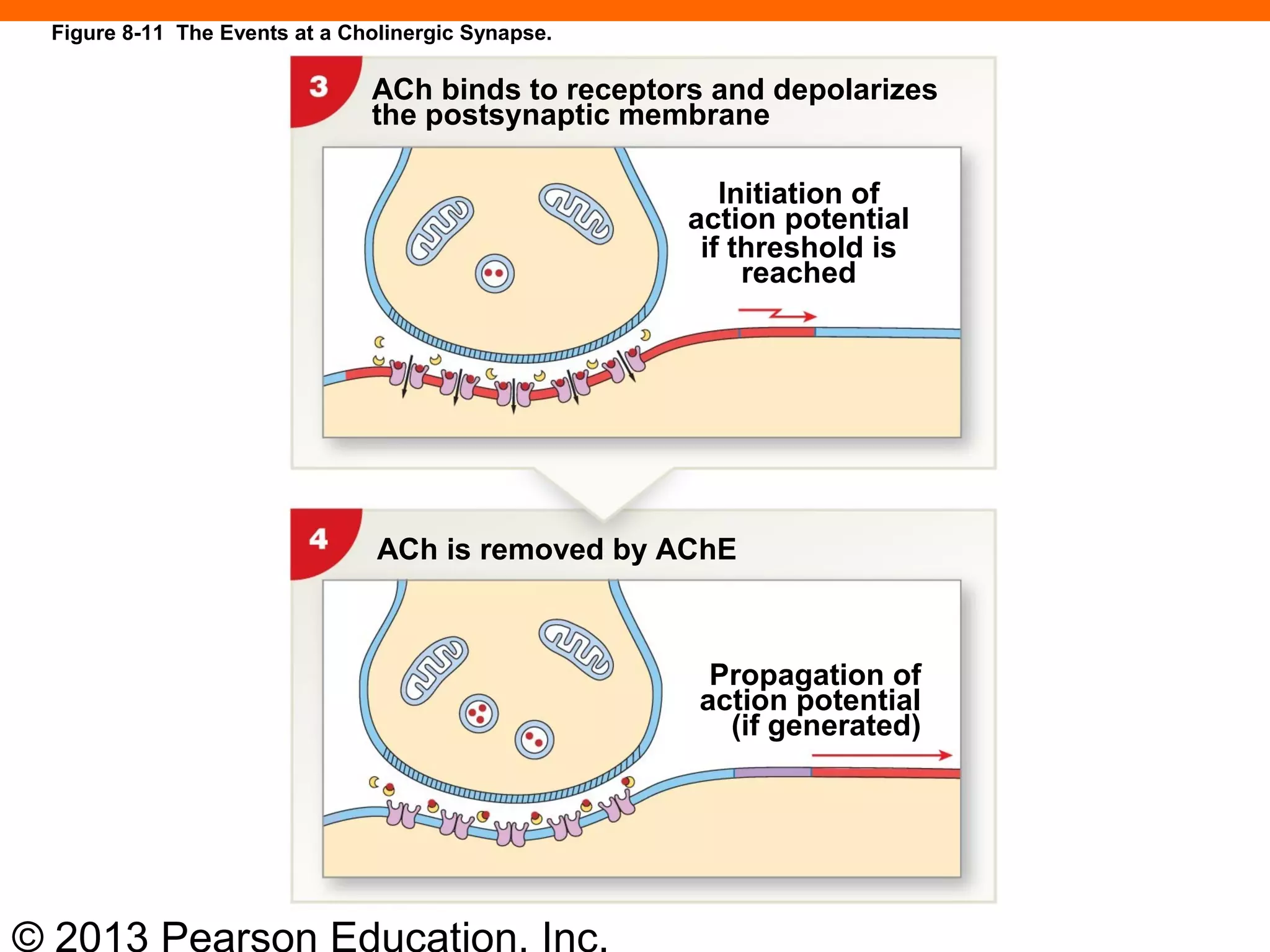 © 2013 Pearson Education, Inc.
Figure 8-11 The Events at a Cholinergic Synapse.
ACh binds to receptors and depolarizes
the postsynaptic membrane
Initiation of
action potential
if threshold is
reached
ACh is removed by AChE
Propagation of
action potential
(if generated)
 