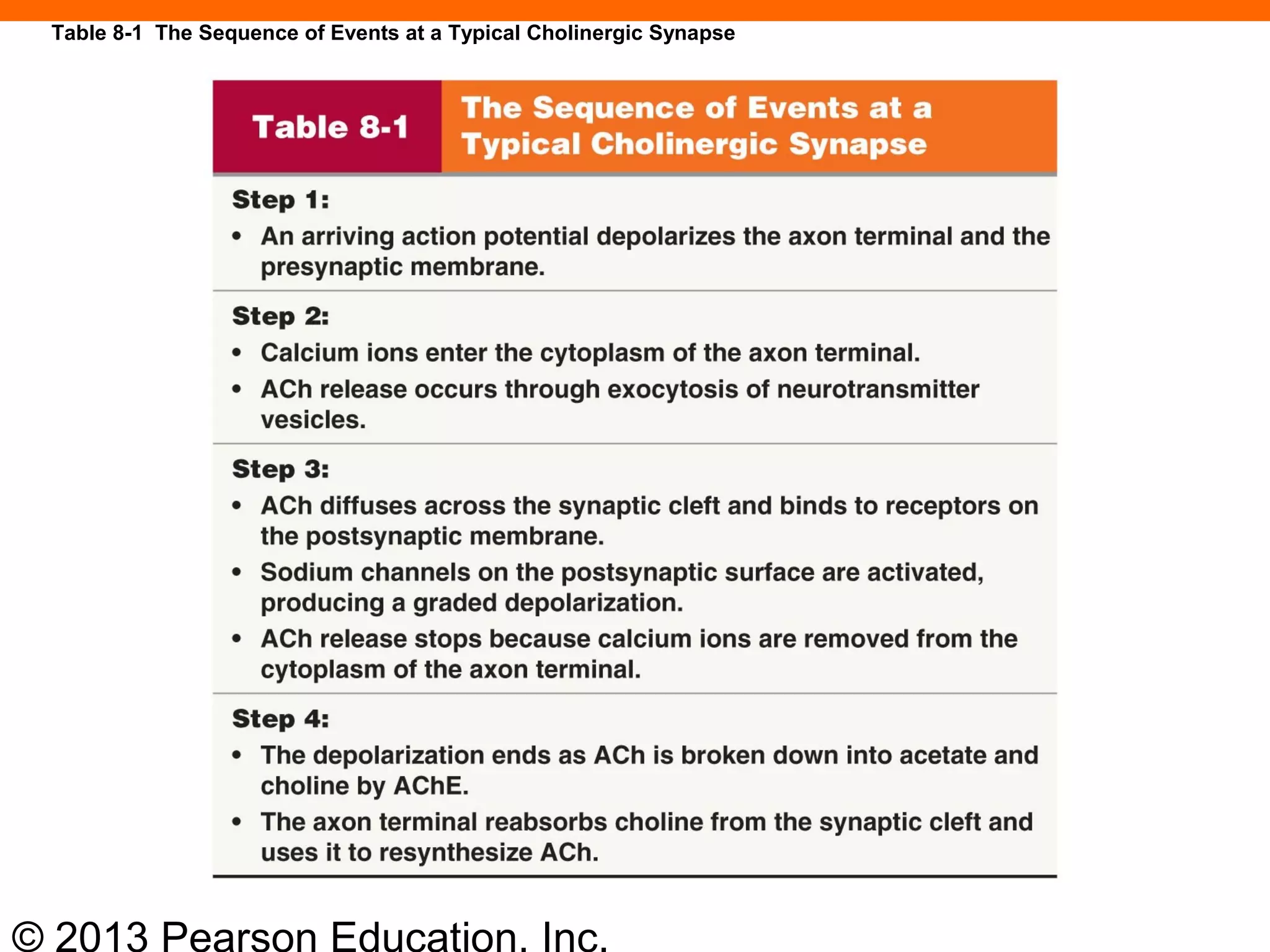© 2013 Pearson Education, Inc.
Table 8-1 The Sequence of Events at a Typical Cholinergic Synapse
 