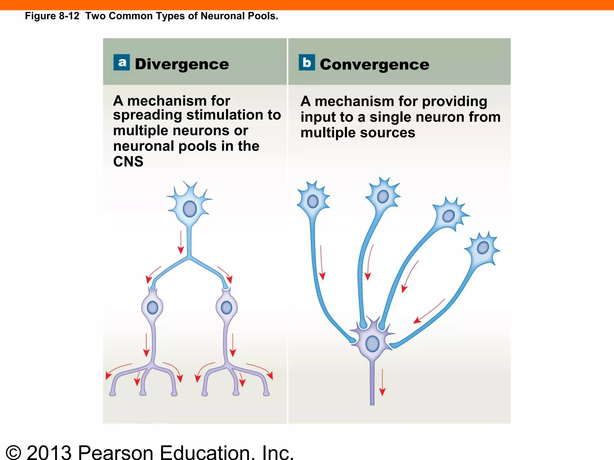 © 2013 Pearson Education, Inc.
Divergence Convergence
A mechanism for
spreading stimulation to
multiple neurons or
neuronal pools in the
CNS
A mechanism for providing
input to a single neuron from
multiple sources
Figure 8-12 Two Common Types of Neuronal Pools.
 