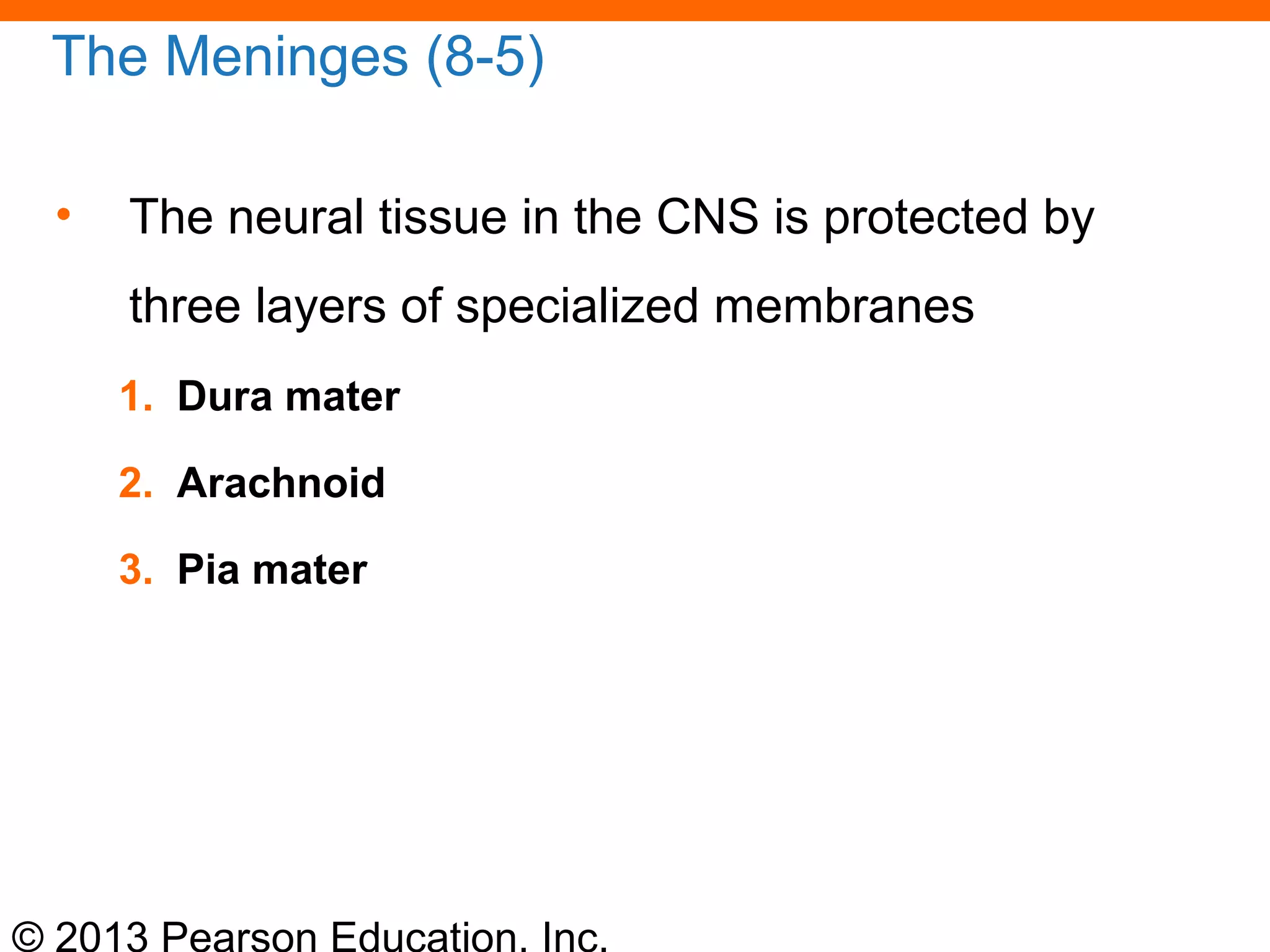 © 2013 Pearson Education, Inc.
The Meninges (8-5)
• The neural tissue in the CNS is protected by
three layers of specialized membranes
1. Dura mater
2. Arachnoid
3. Pia mater
 