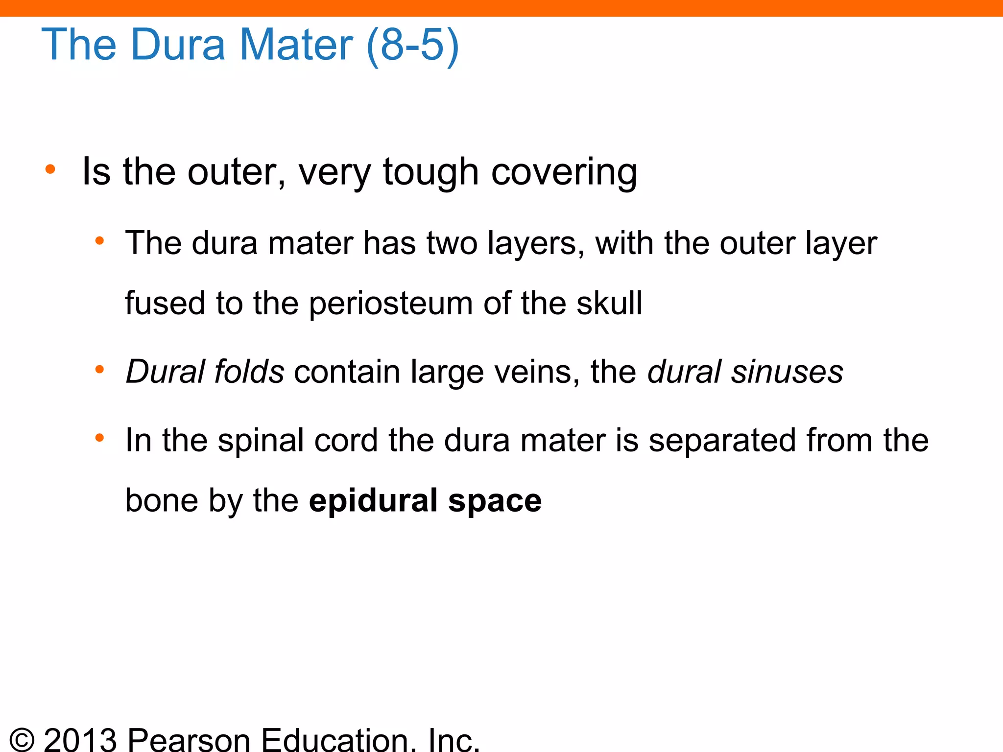© 2013 Pearson Education, Inc.
The Dura Mater (8-5)
• Is the outer, very tough covering
• The dura mater has two layers, with the outer layer
fused to the periosteum of the skull
• Dural folds contain large veins, the dural sinuses
• In the spinal cord the dura mater is separated from the
bone by the epidural space
 