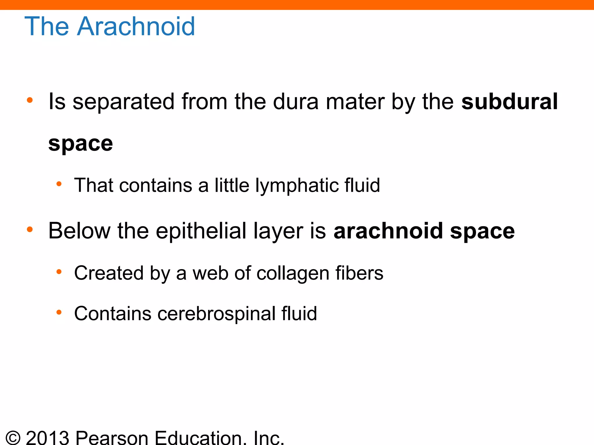 © 2013 Pearson Education, Inc.
The Arachnoid
• Is separated from the dura mater by the subdural
space
• That contains a little lymphatic fluid
• Below the epithelial layer is arachnoid space
• Created by a web of collagen fibers
• Contains cerebrospinal fluid
 